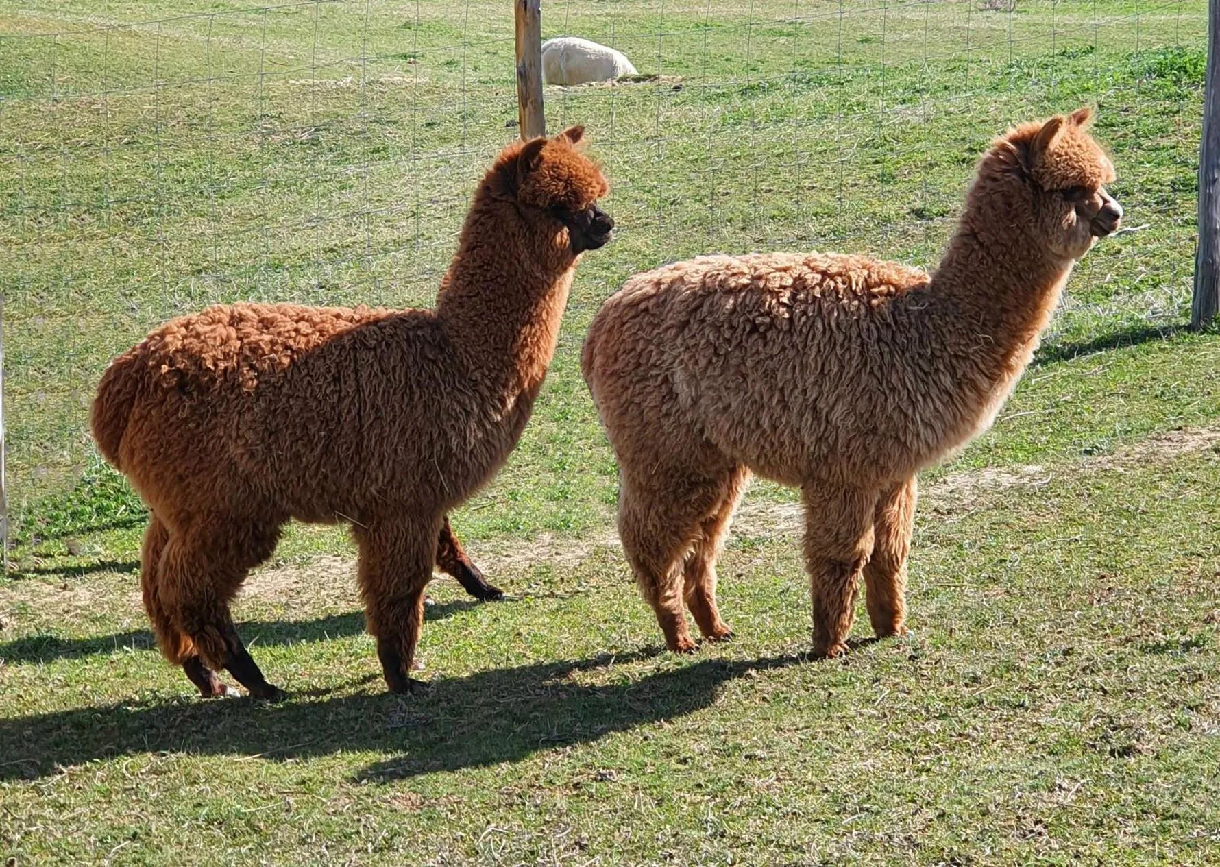 Day in ALPAGAS DU DOMAINE MAEL