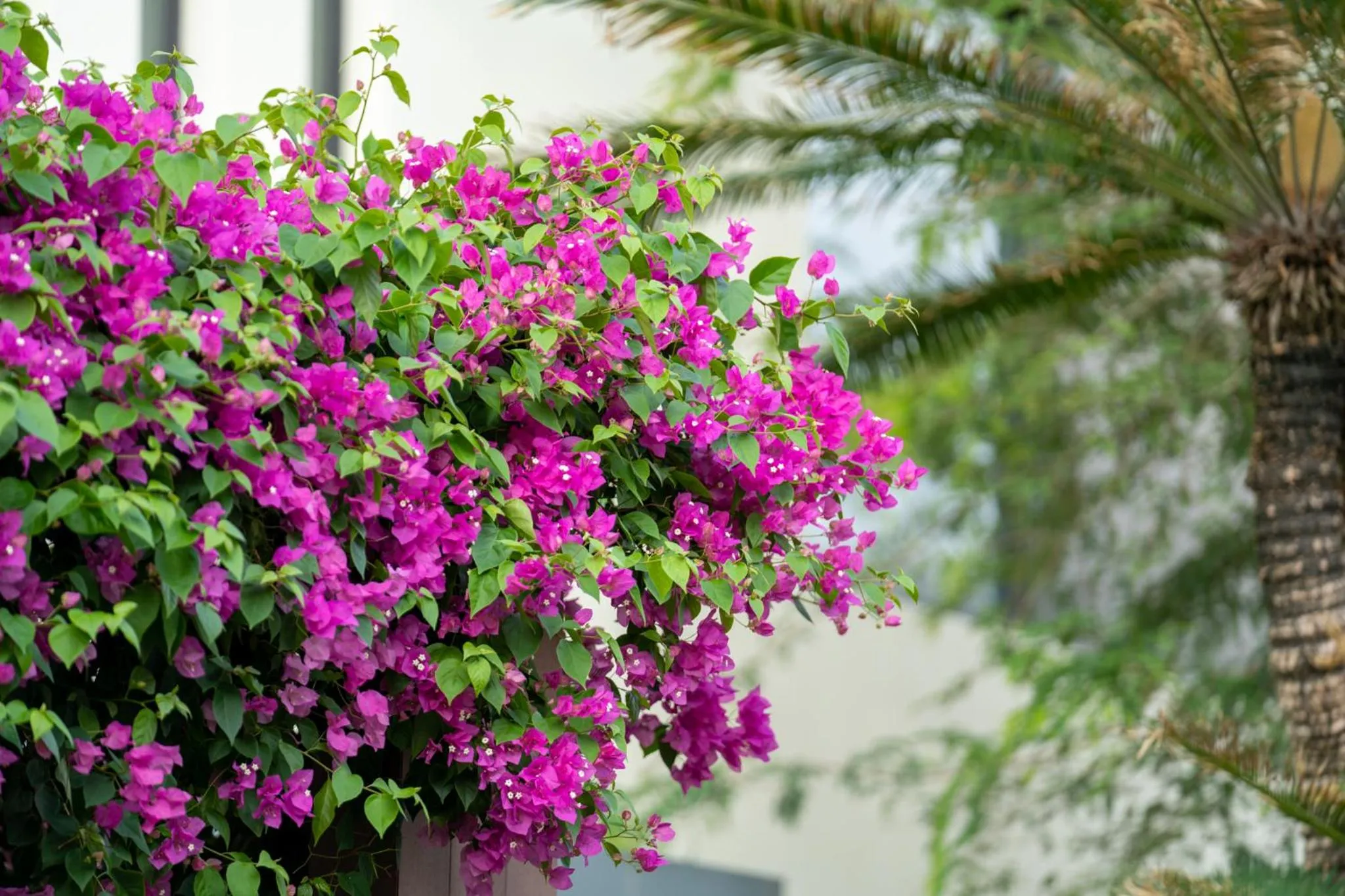 Garden view in The Five Villas & Resort Quangnam - Danang