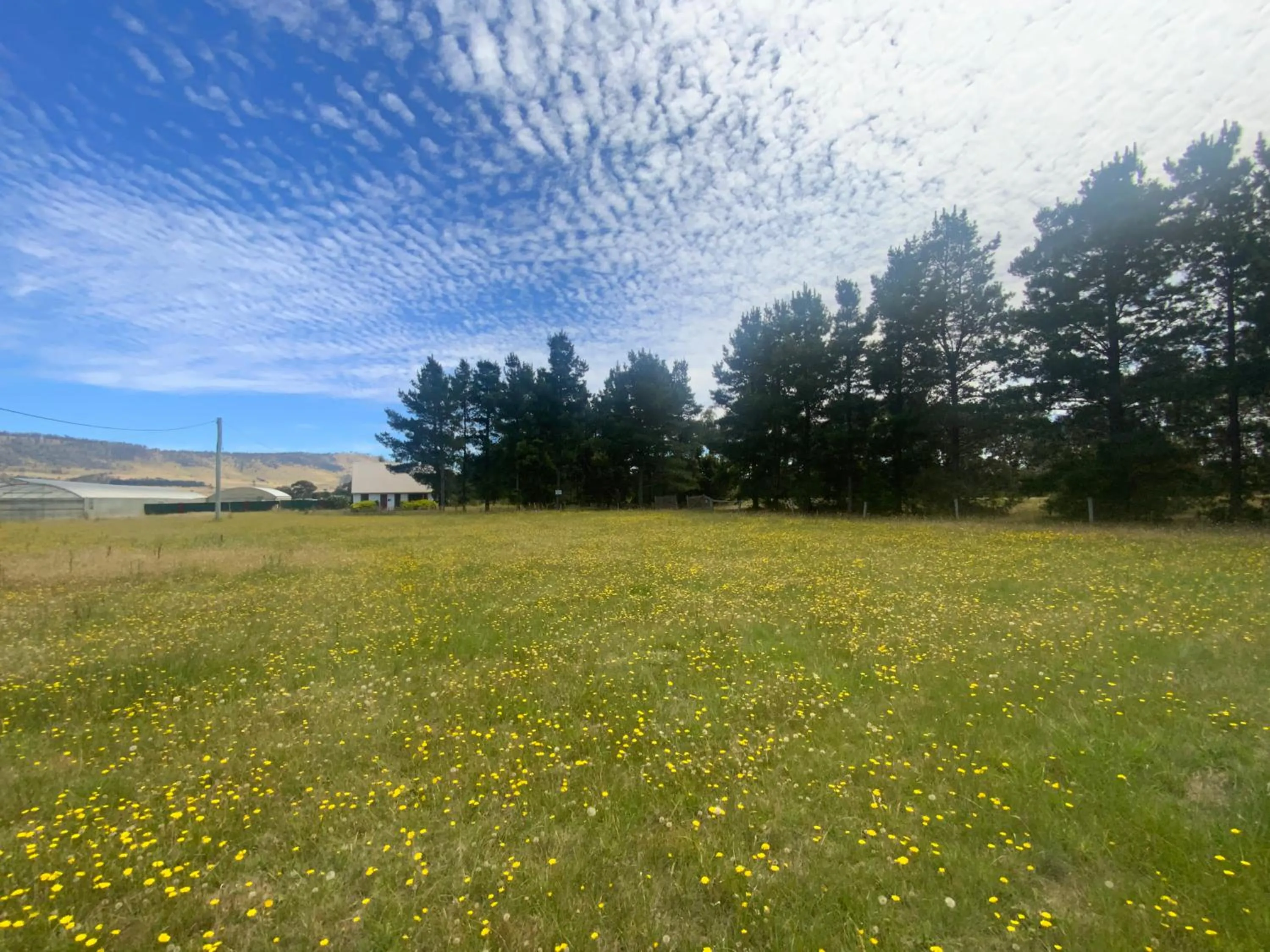 Other in Alexanders Of Richmond