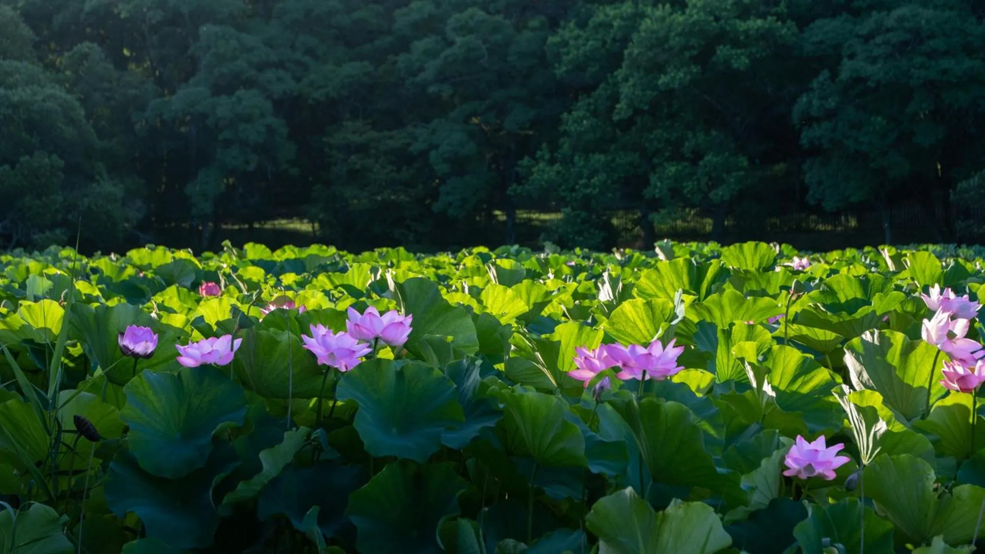 Nearby landmark in Toyoko Inn Shin-osaka Higashi-mikuni Ekimae