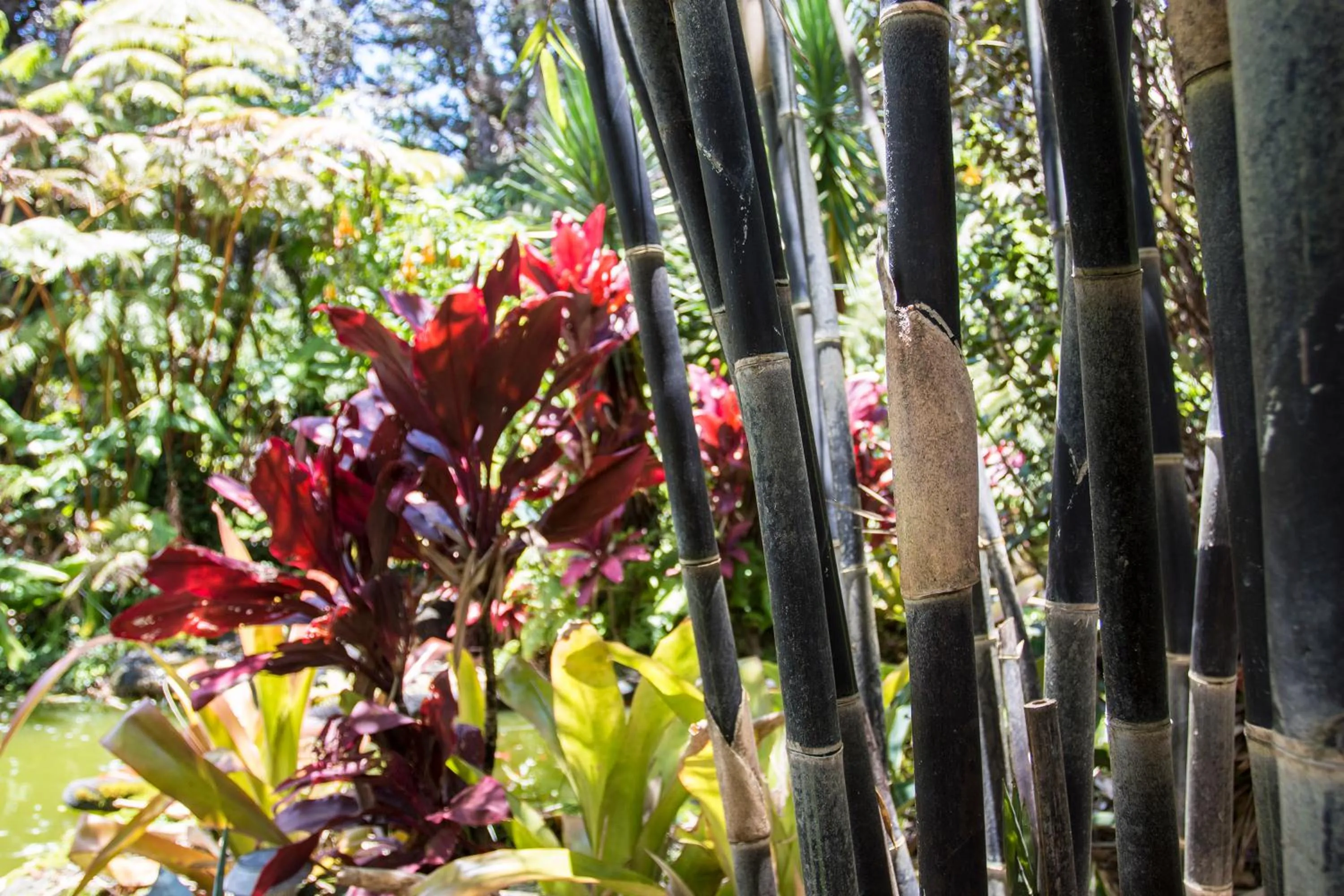 Garden in Chalet Kilauea