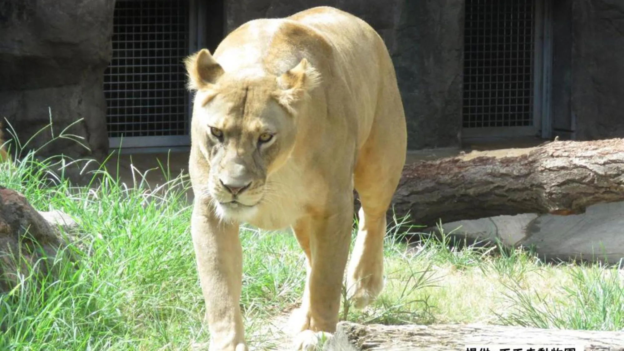 Animals in Toyoko Inn Osaka Abeno Tennoji