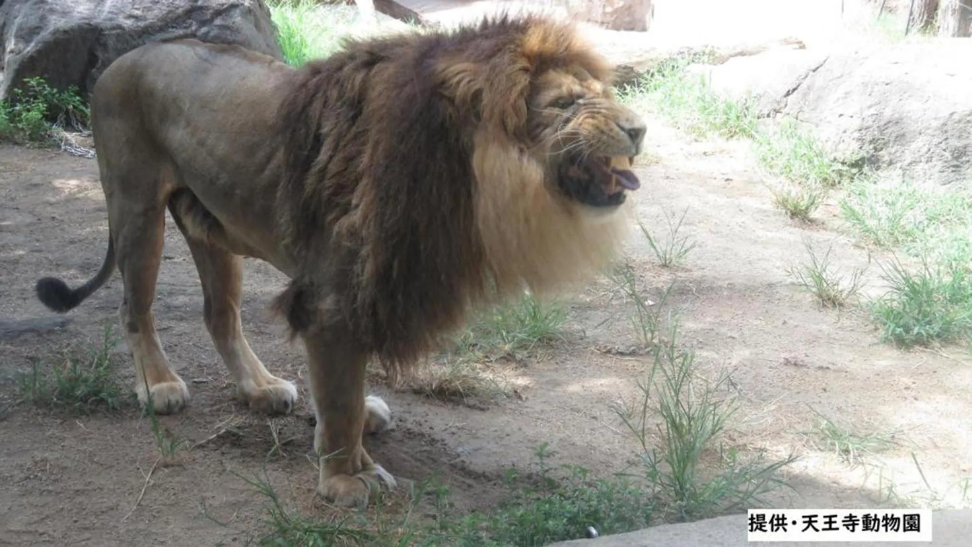 Animals in Toyoko Inn Osaka Abeno Tennoji