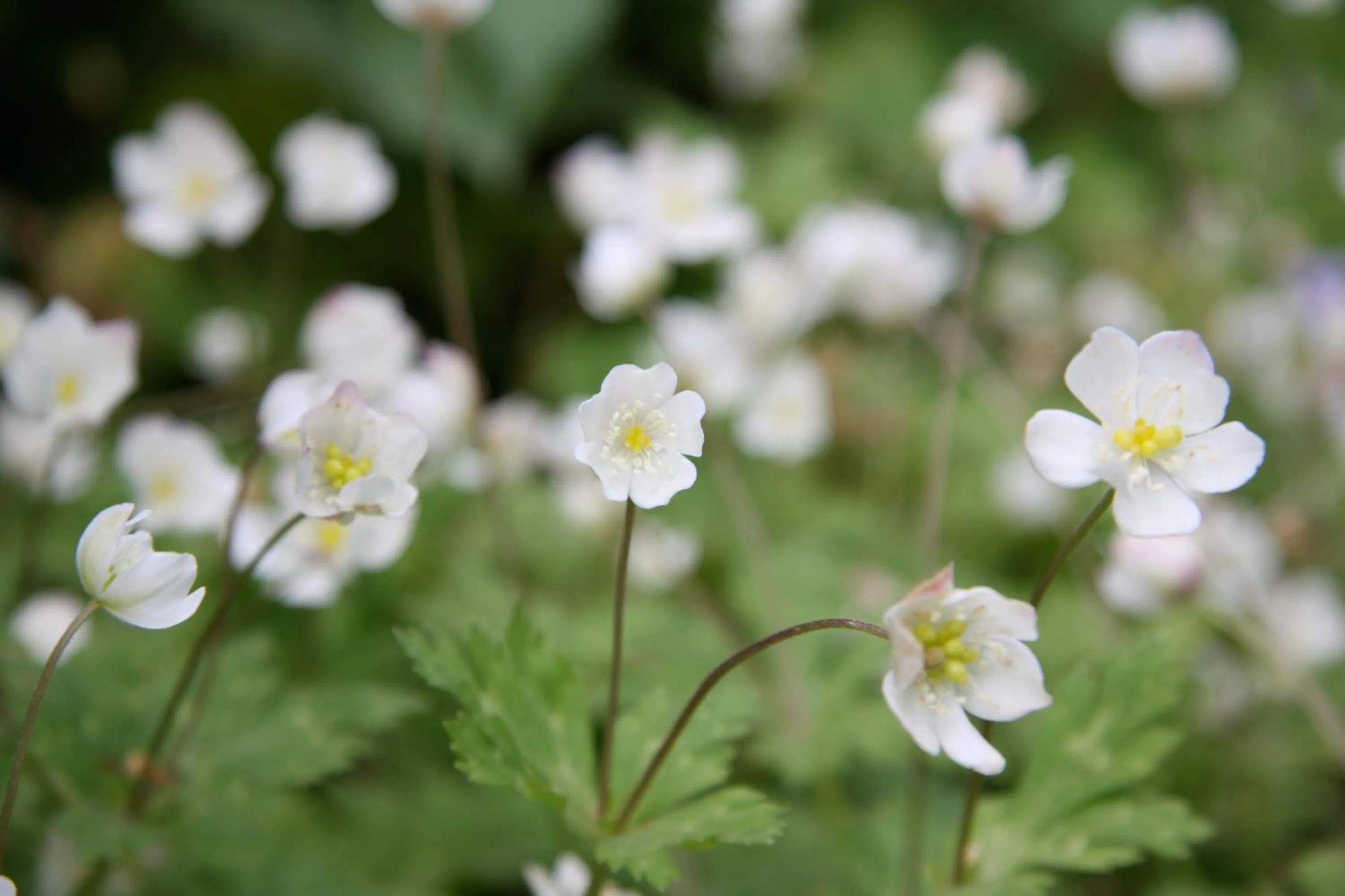 Natural landscape in Twin-Line Hotel Karuizawa Japan