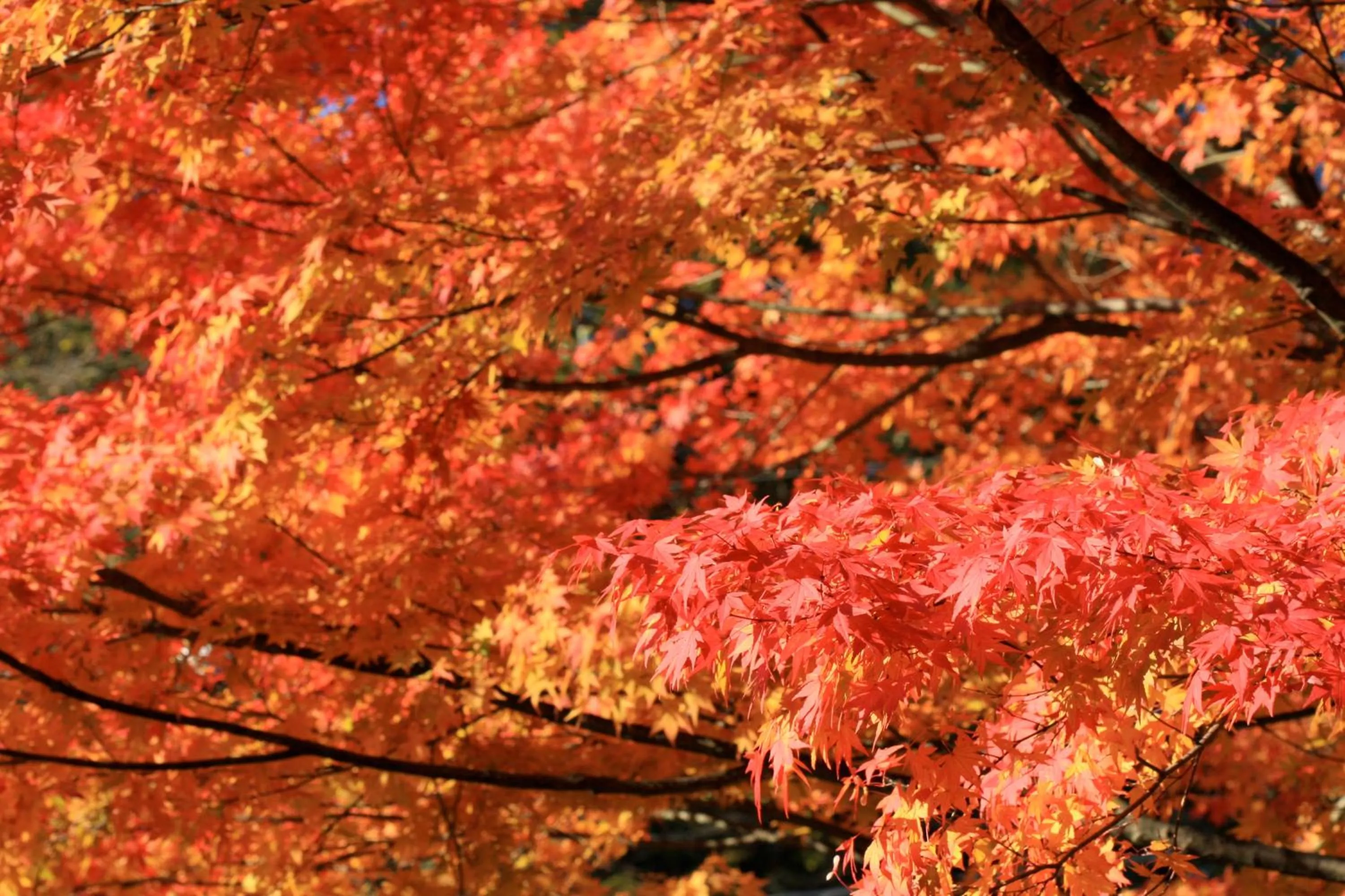 Natural landscape in Twin-Line Hotel Karuizawa Japan
