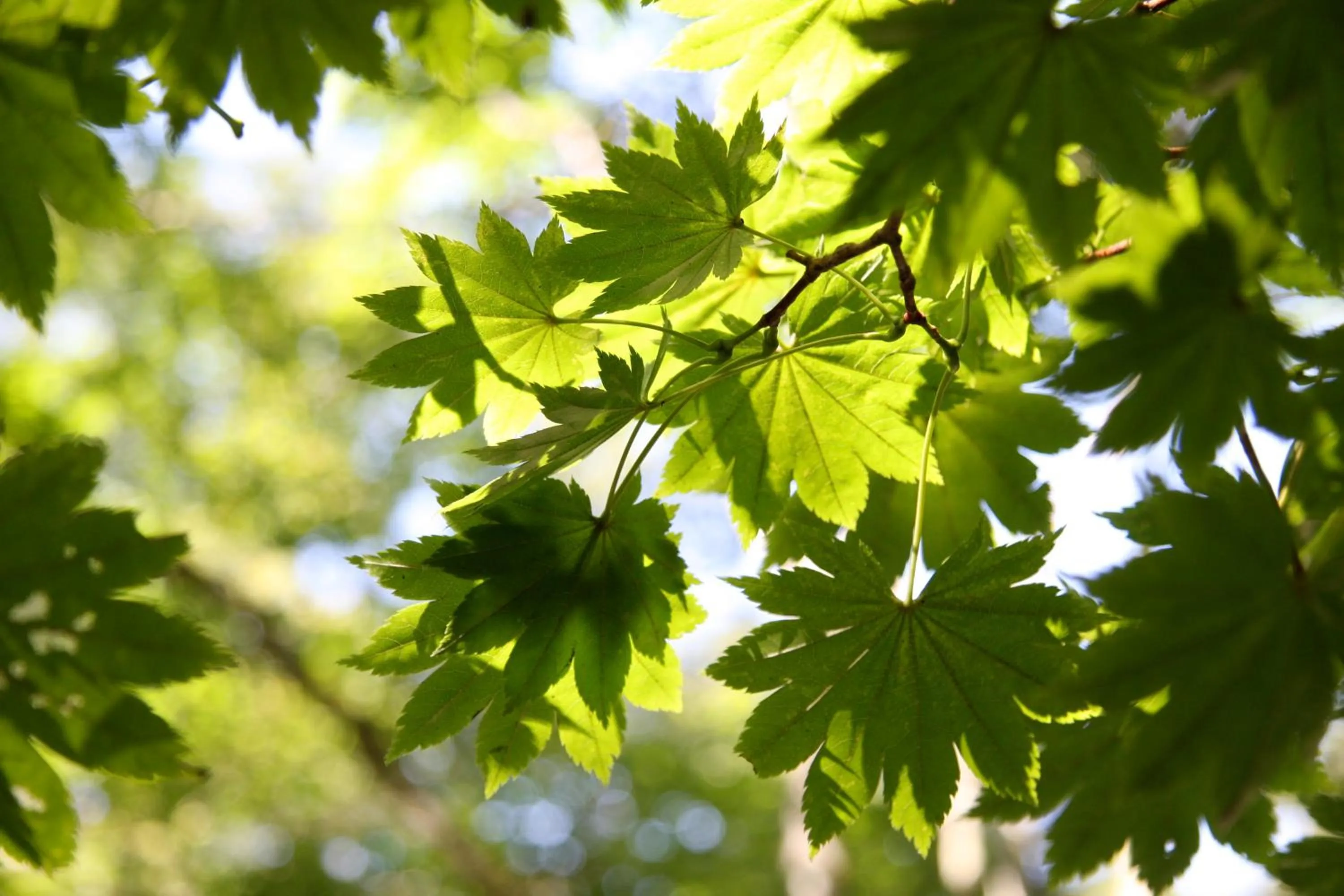 Natural landscape in Twin-Line Hotel Karuizawa Japan