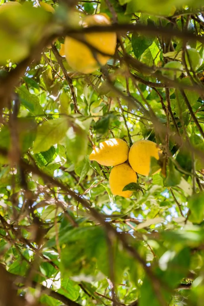 Natural landscape in Casa dos Azulejos