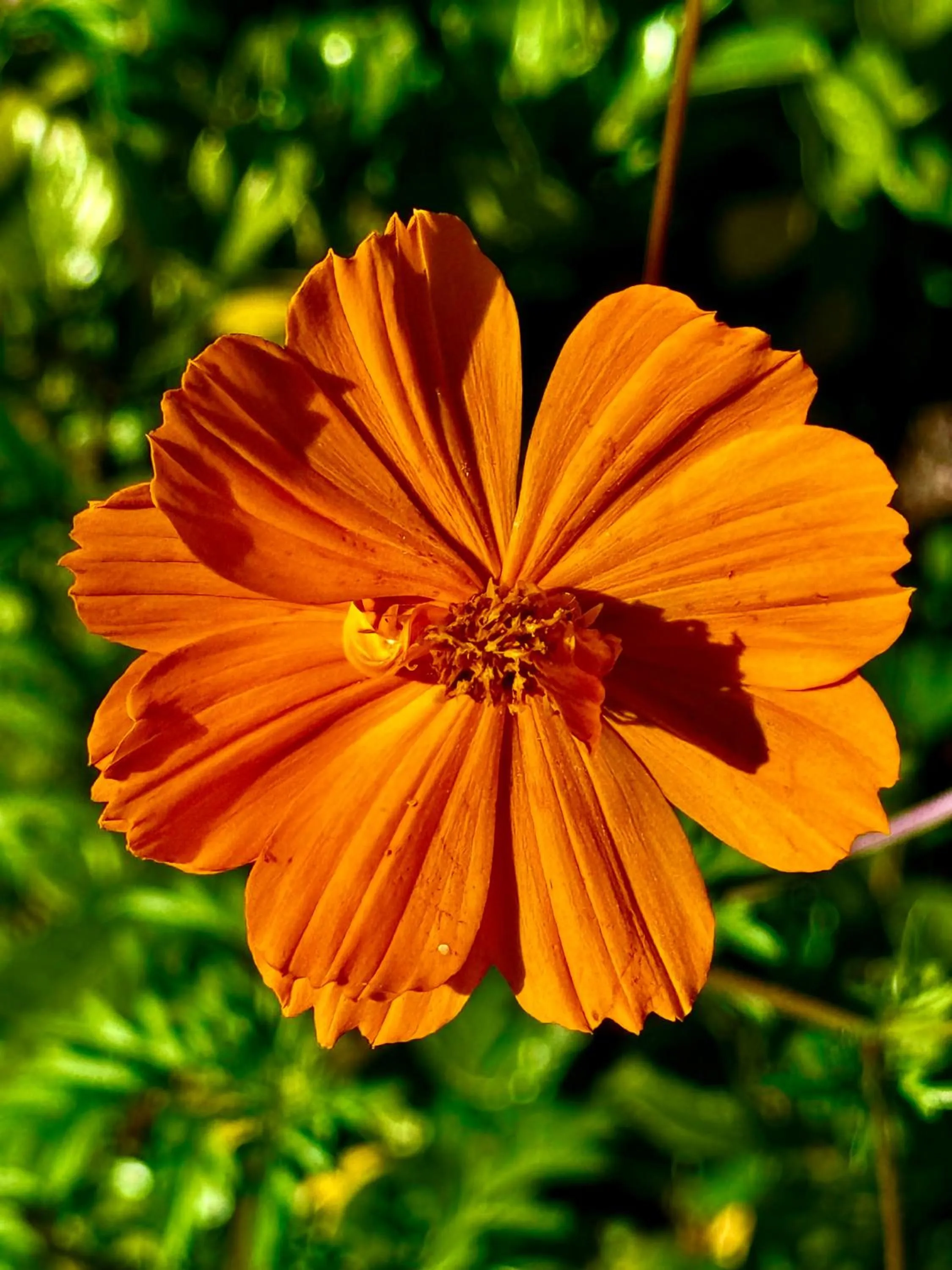 Spring in Parque Hotel Holambra