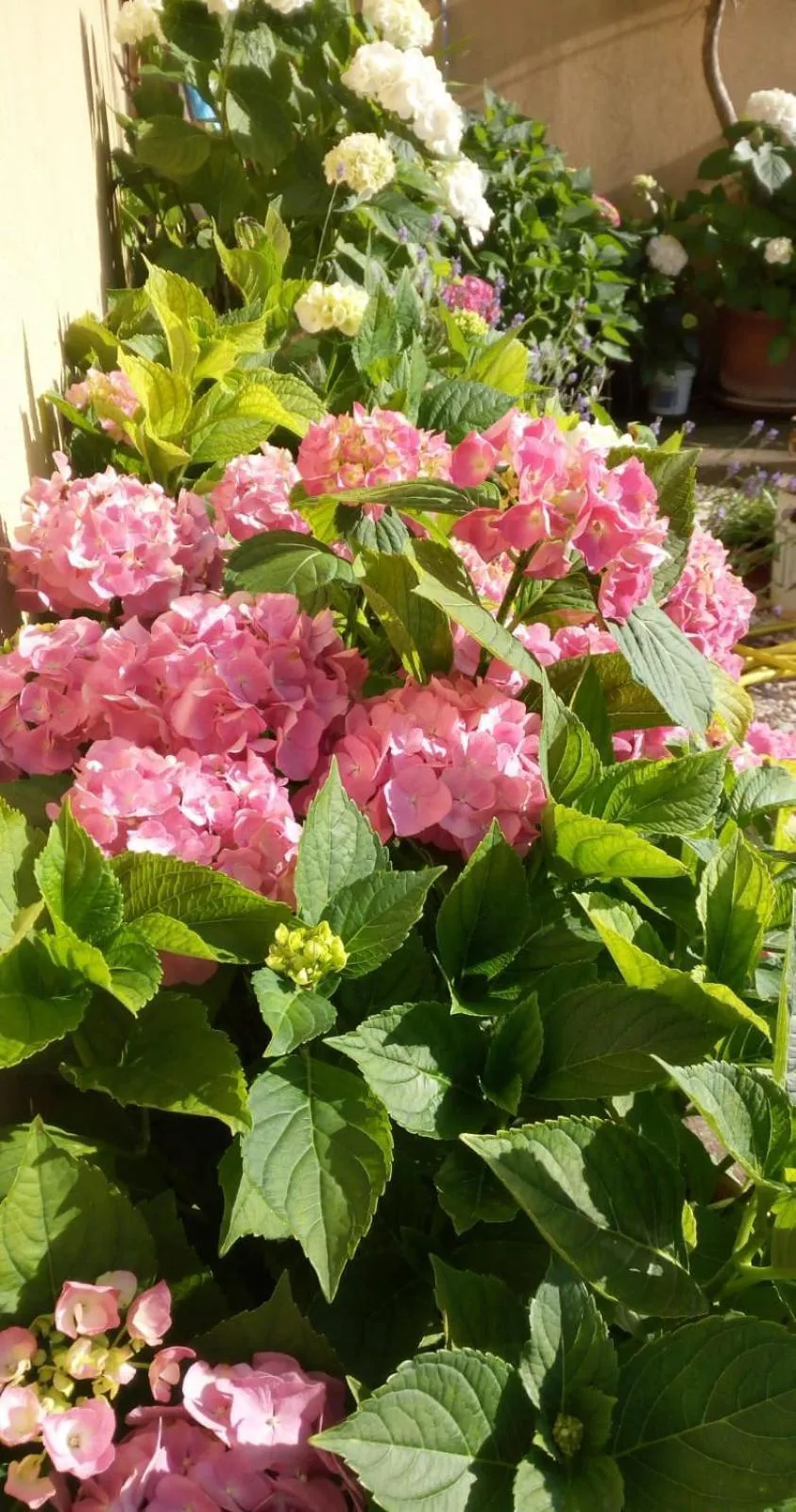Garden in Nonno Pio