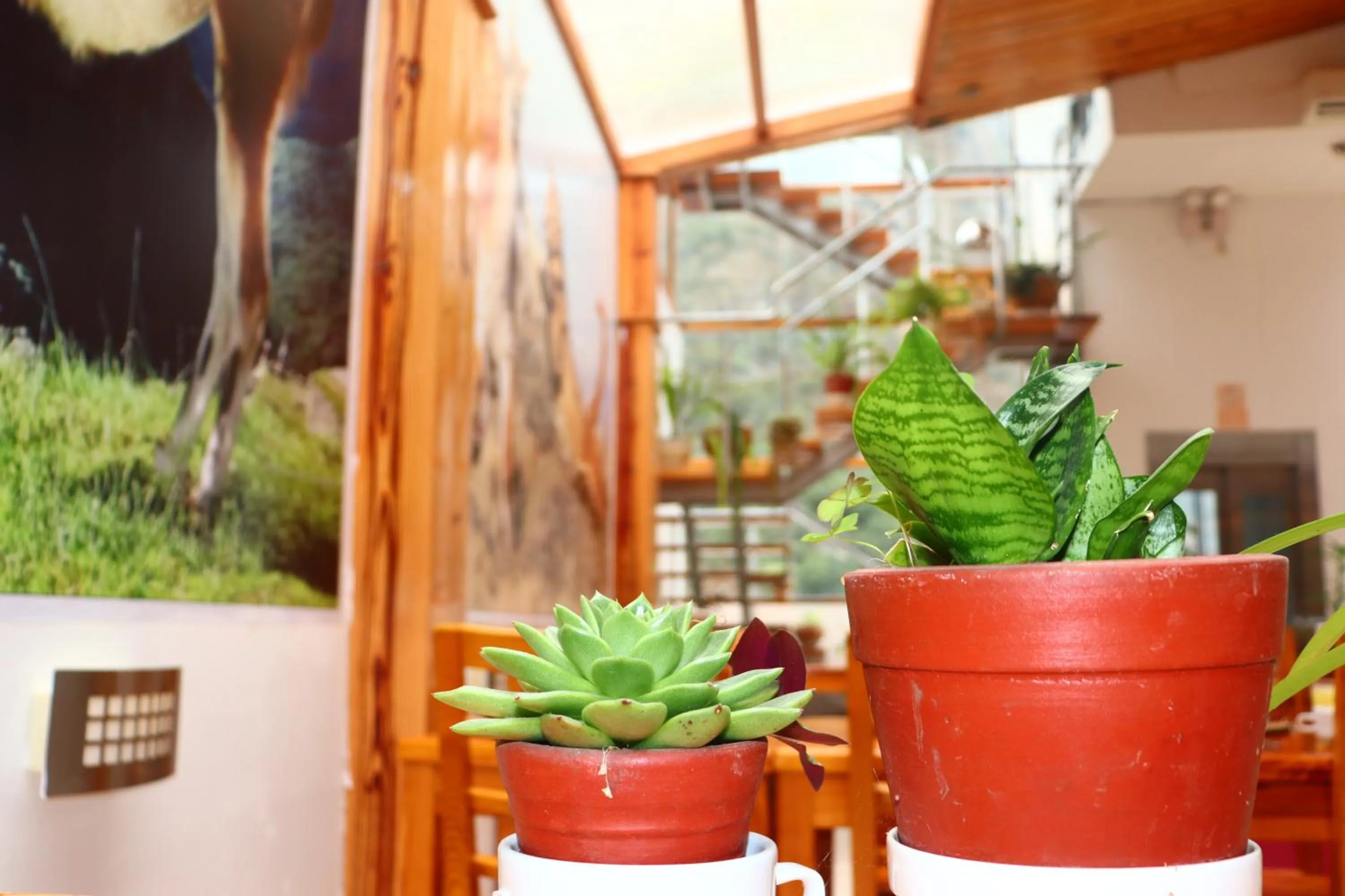 Restaurant/places to eat in Fenix Hotel Machupicchu