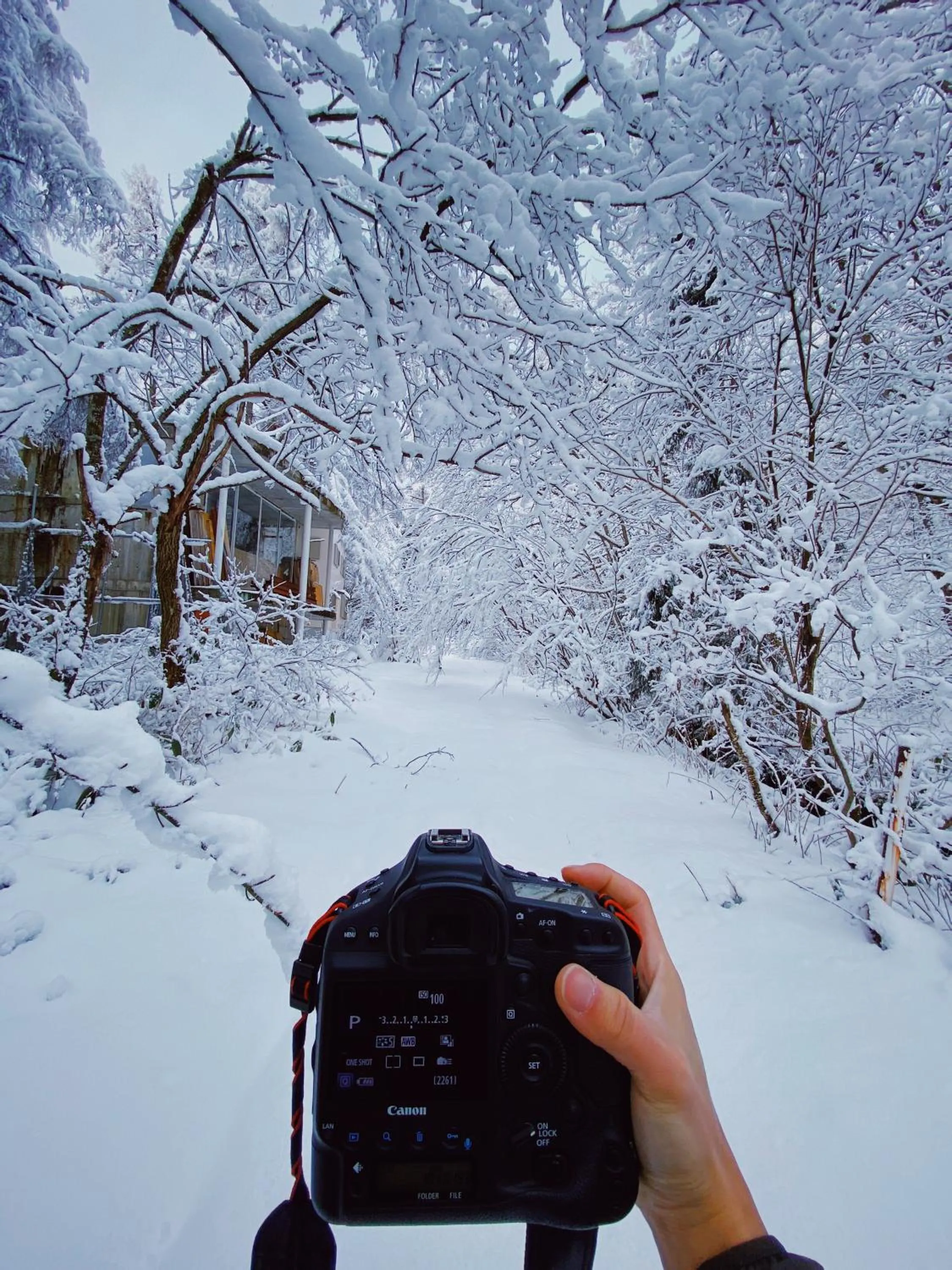 Day in Apricot Pension