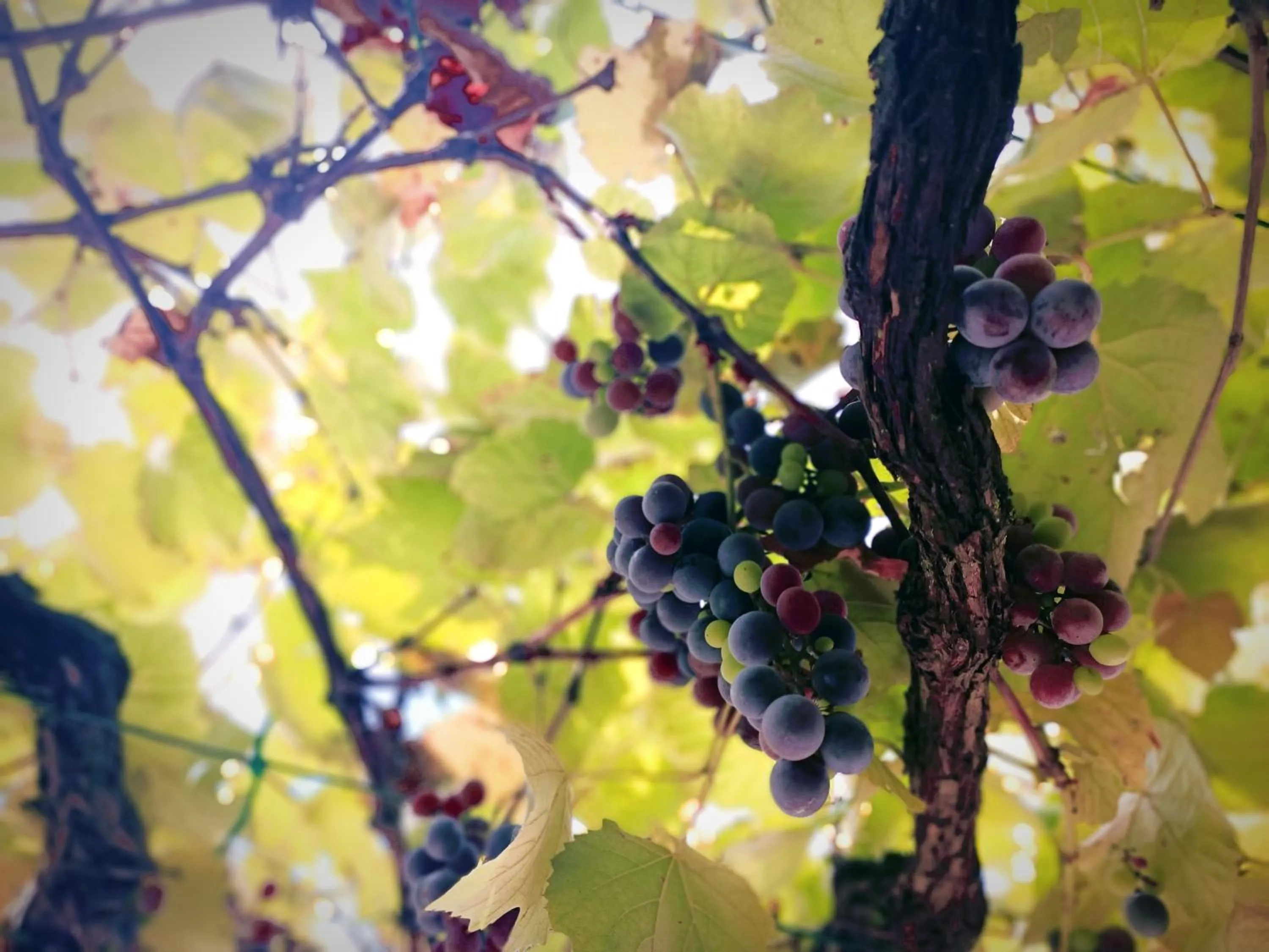 Natural landscape in La casa sul tetto, Room's & Glamping