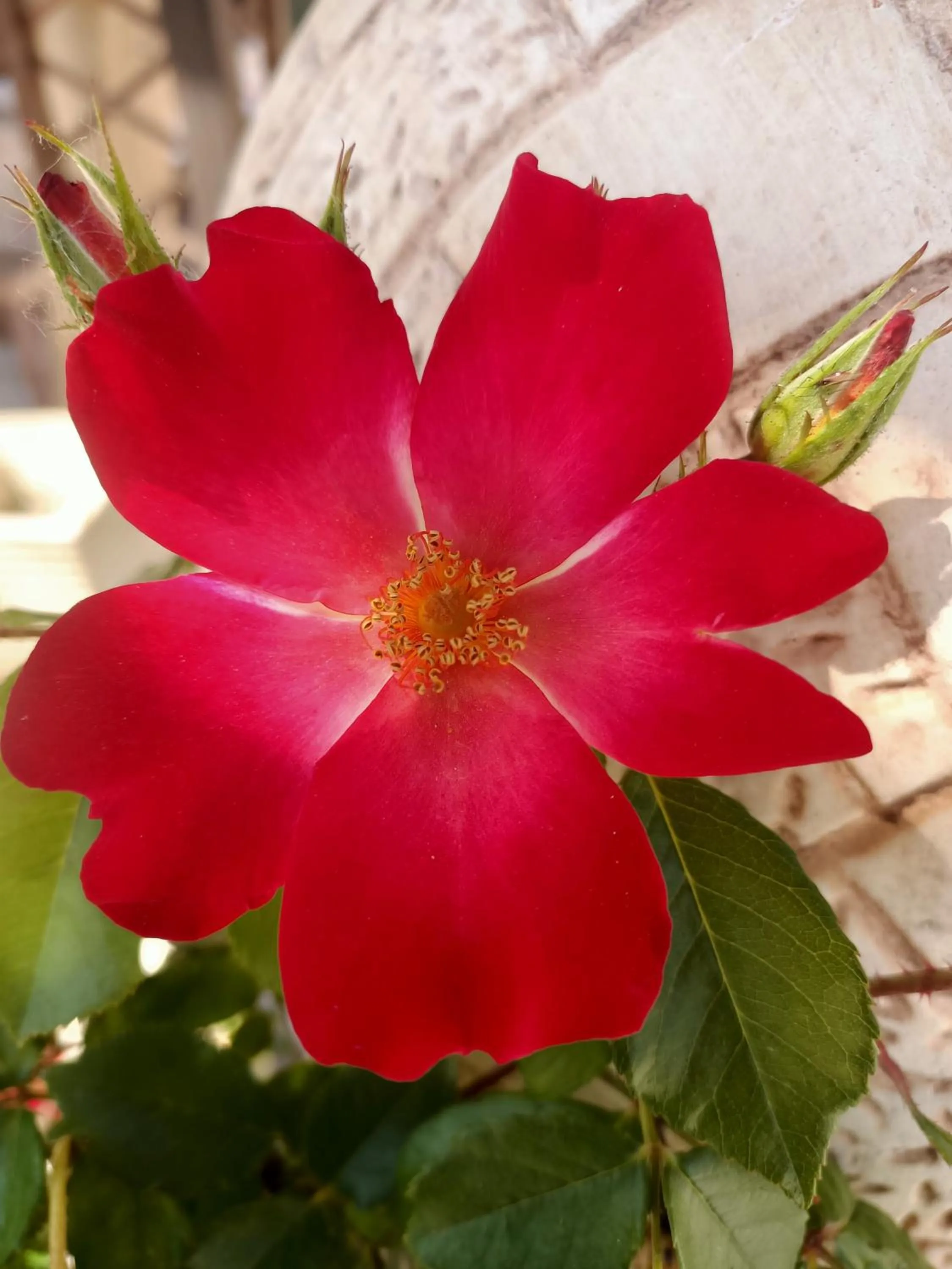 Spring in La casa sul tetto, Room's & Glamping