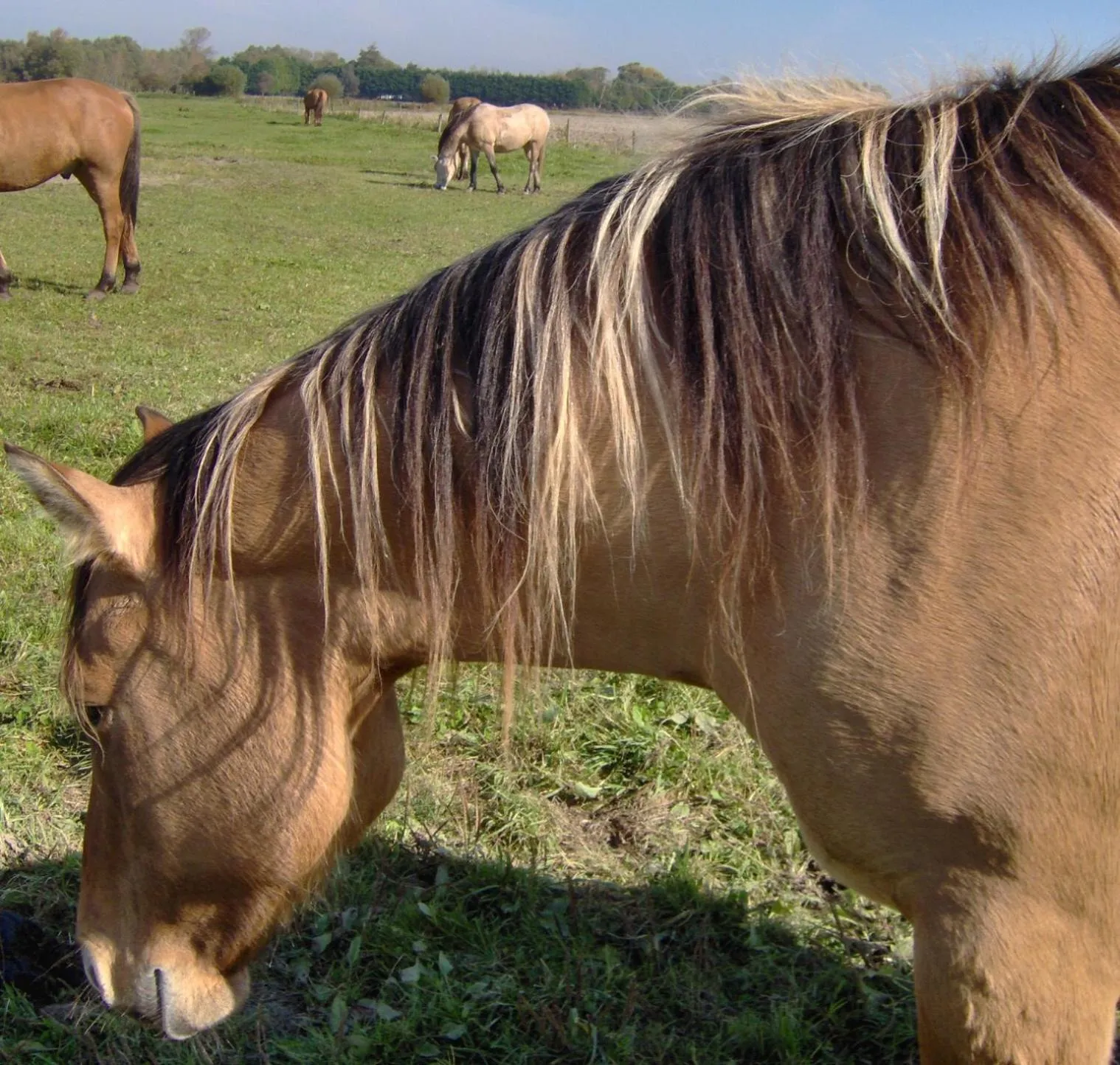 Horse-riding in La VILLA en BAIE