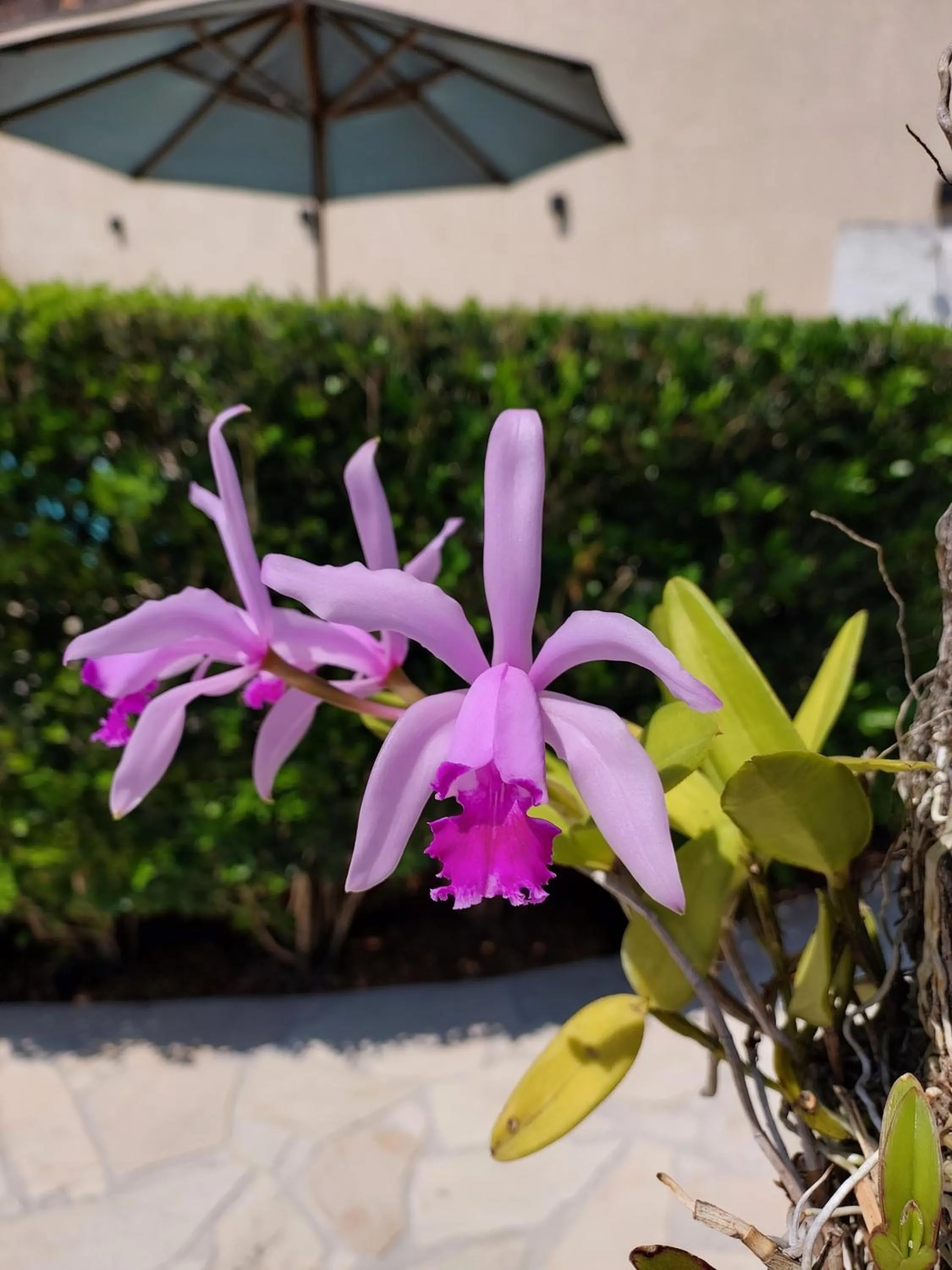 Spring in Pousada das Saíras