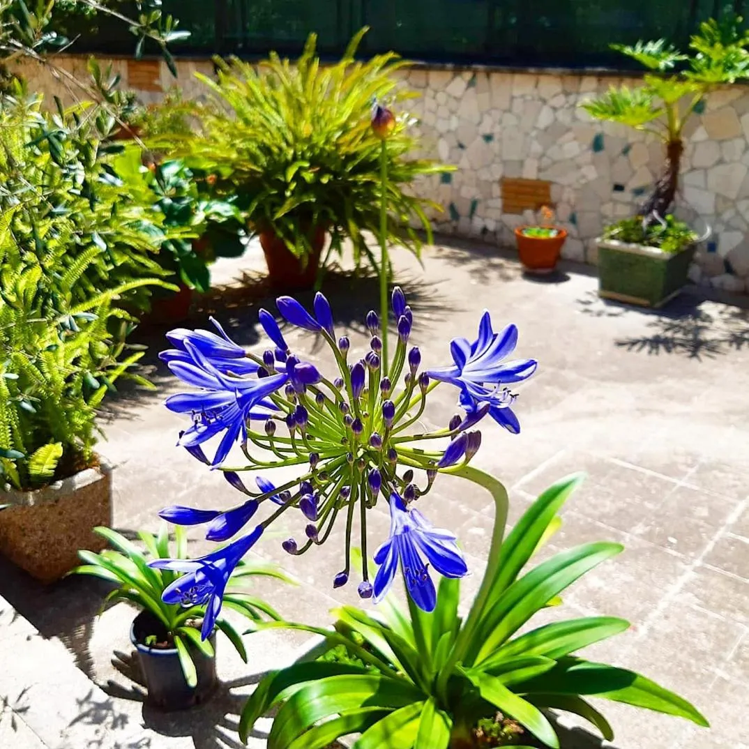 Garden in Le Tare B&B