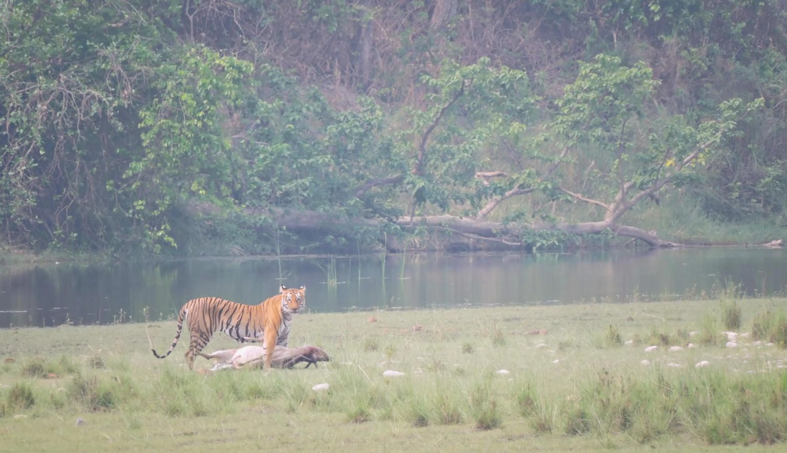 Property building in Babai Resort Pvt Ltd