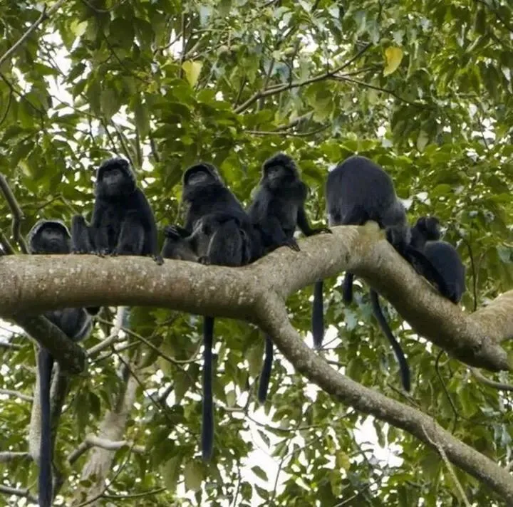 Wina Wani Bungalows Tetebatu