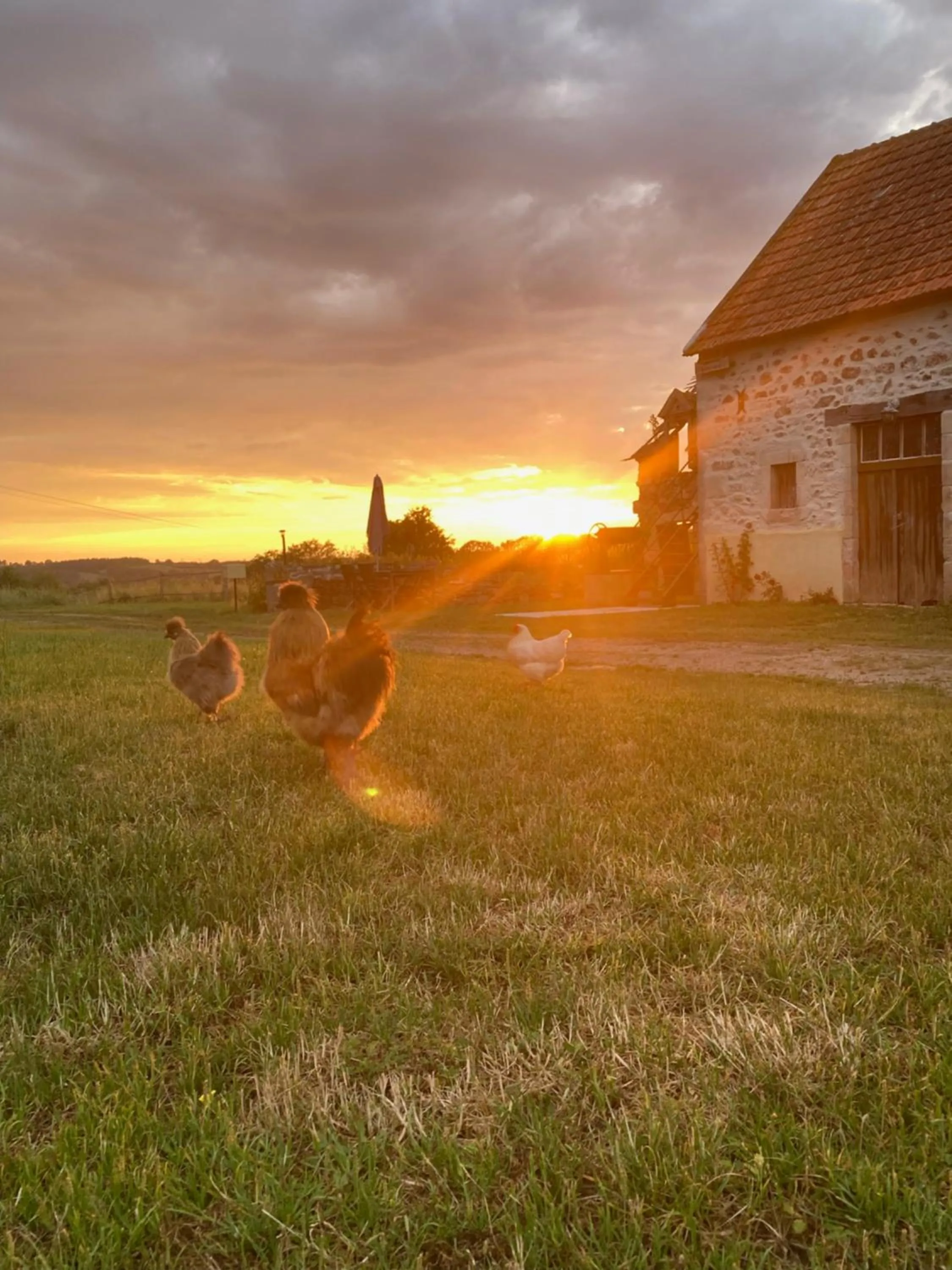 Animals in chambres d'hôtes Domaine les Grands Pérons