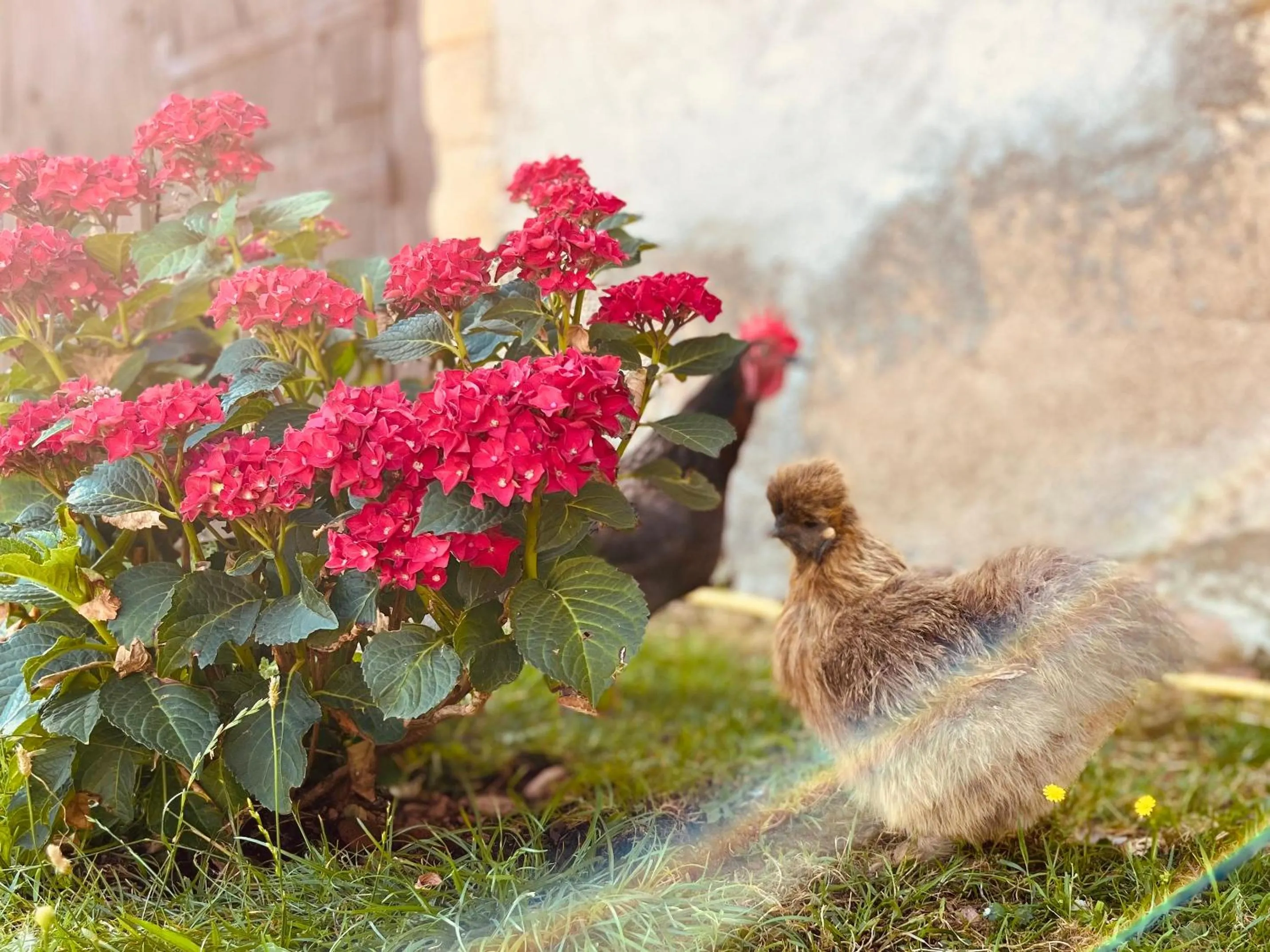 Animals in chambres d'hôtes Domaine les Grands Pérons