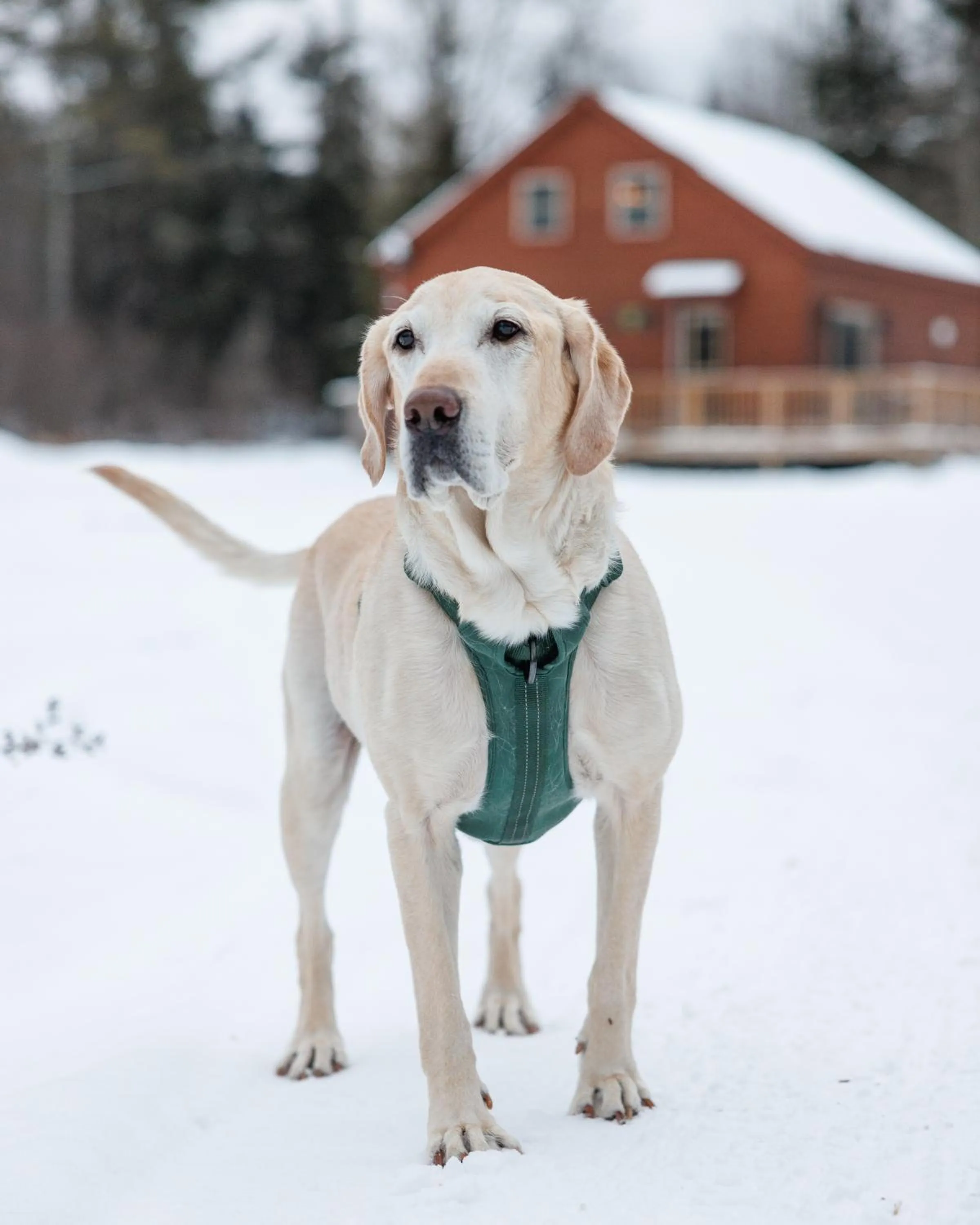 pet friendly in Presidential Mountain Resort