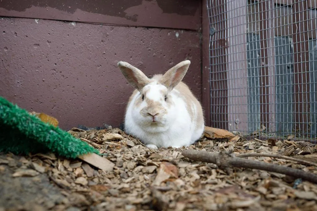 Animals in Presidential Mountain Resort