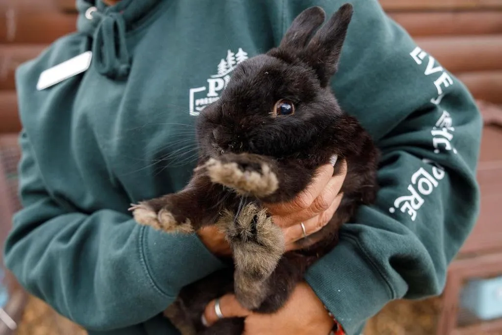 Animals in Presidential Mountain Resort