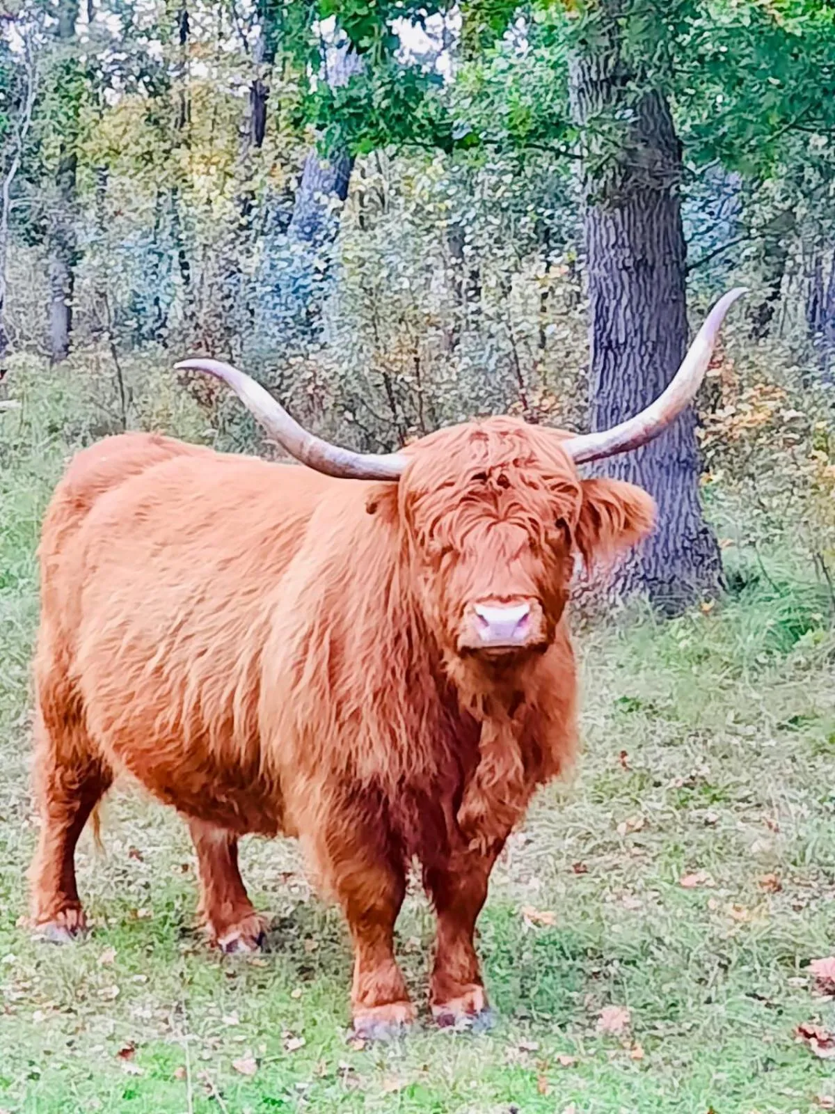 Animals in B&B Joeys place