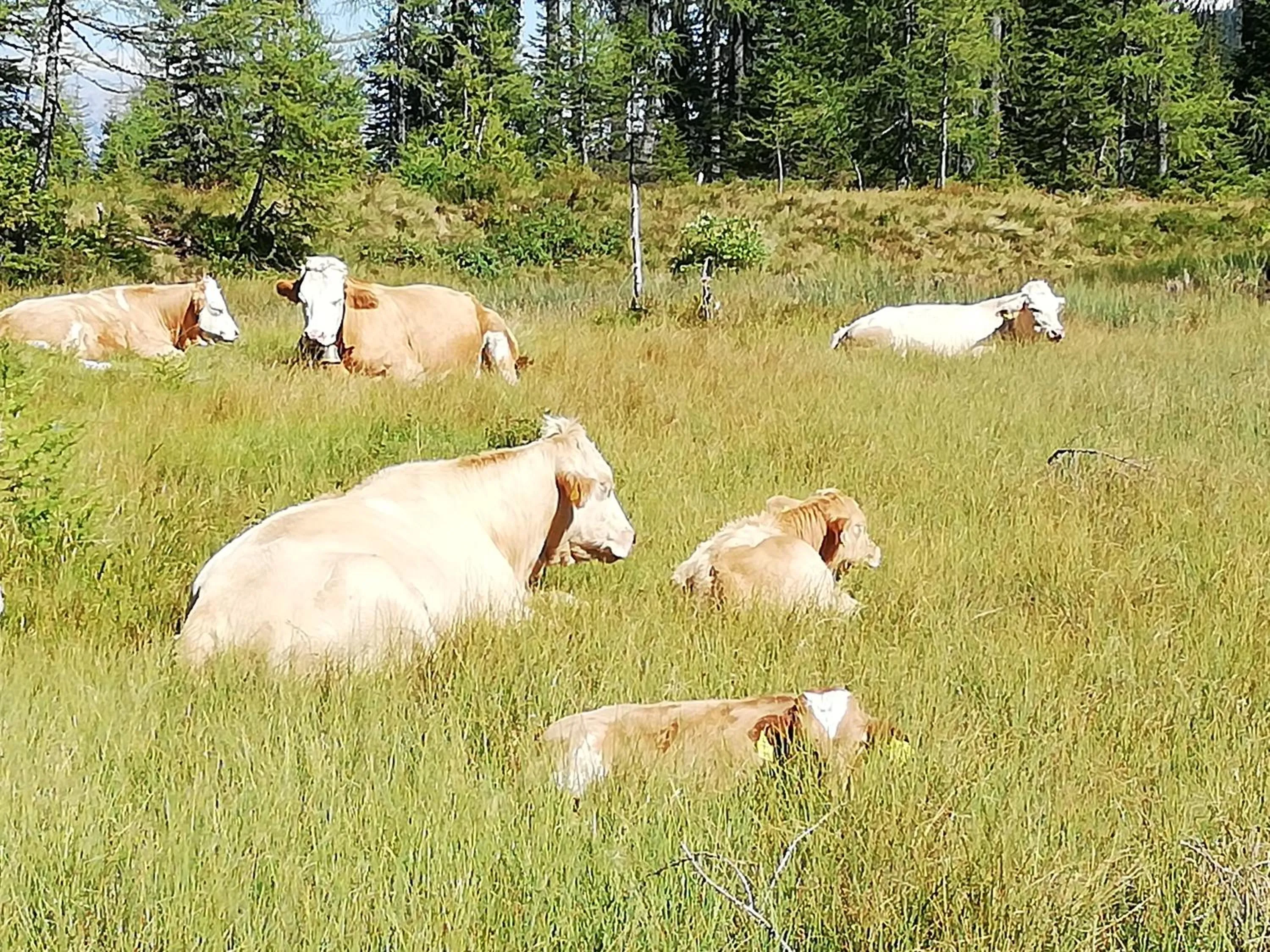 Hiking in Gästehaus Pürstl-Kocher