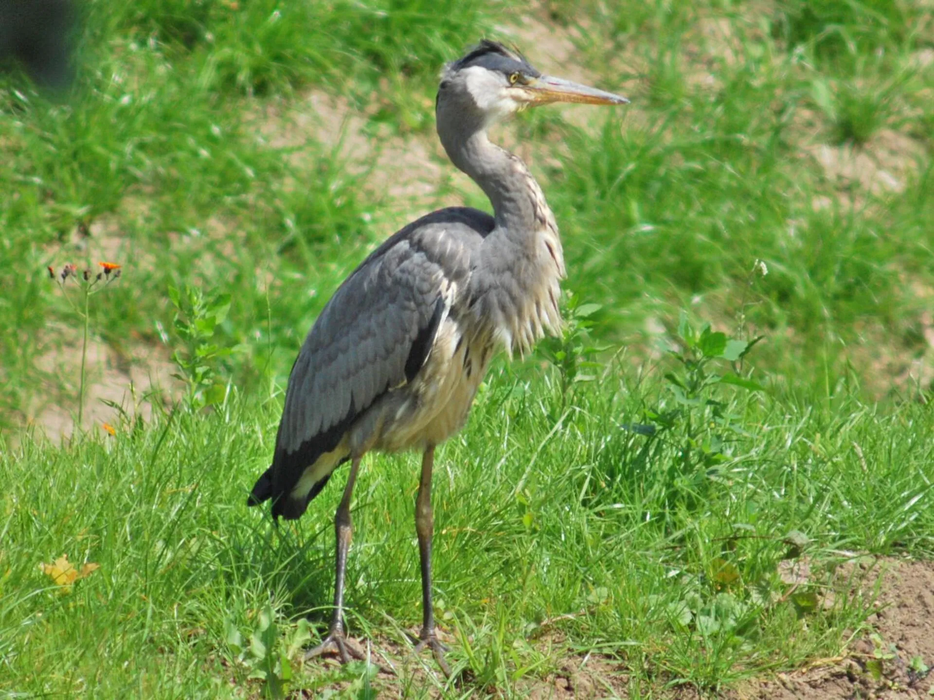 Animals in Flair Landhotel Strengliner Mühle