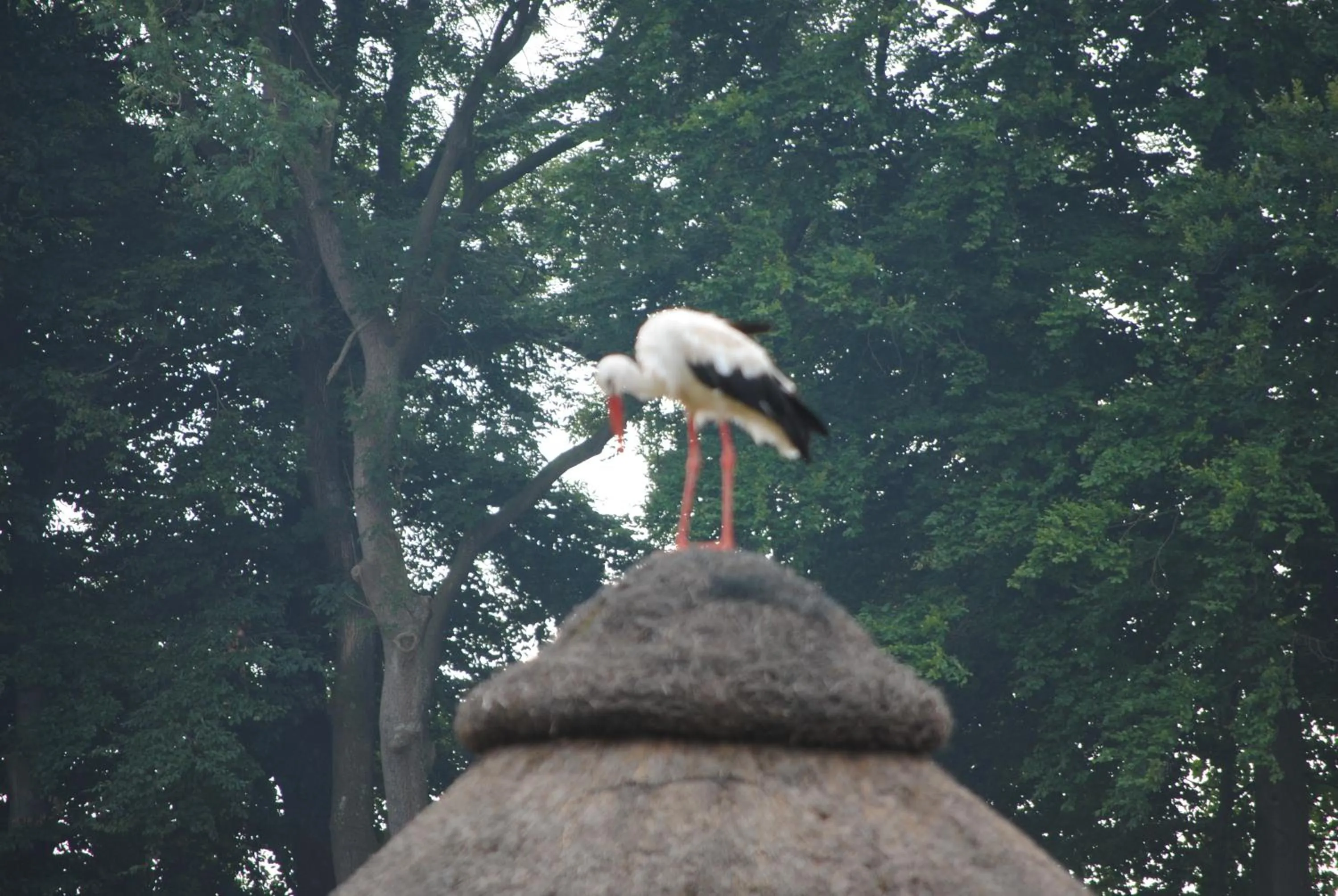 Animals in Flair Landhotel Strengliner Mühle