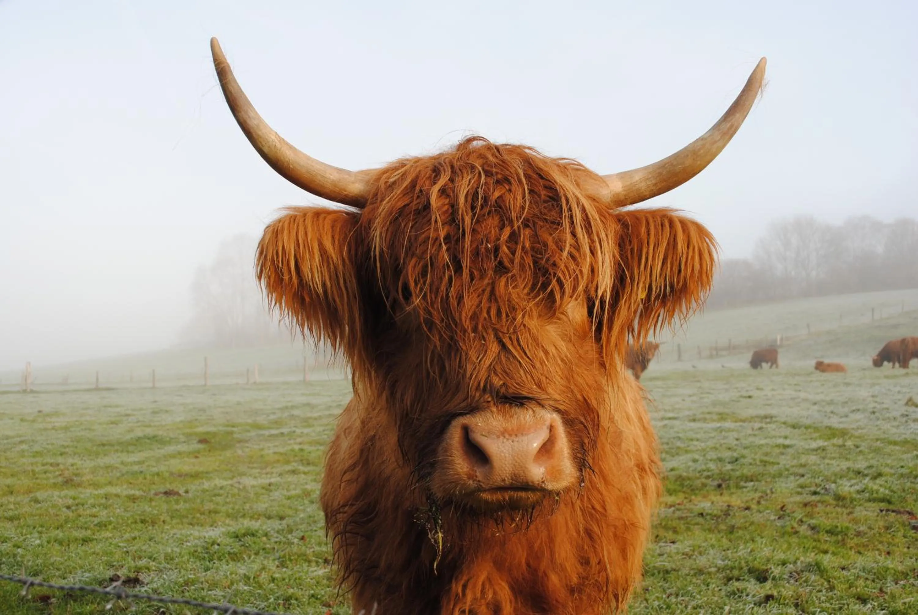 Animals in Flair Landhotel Strengliner Mühle