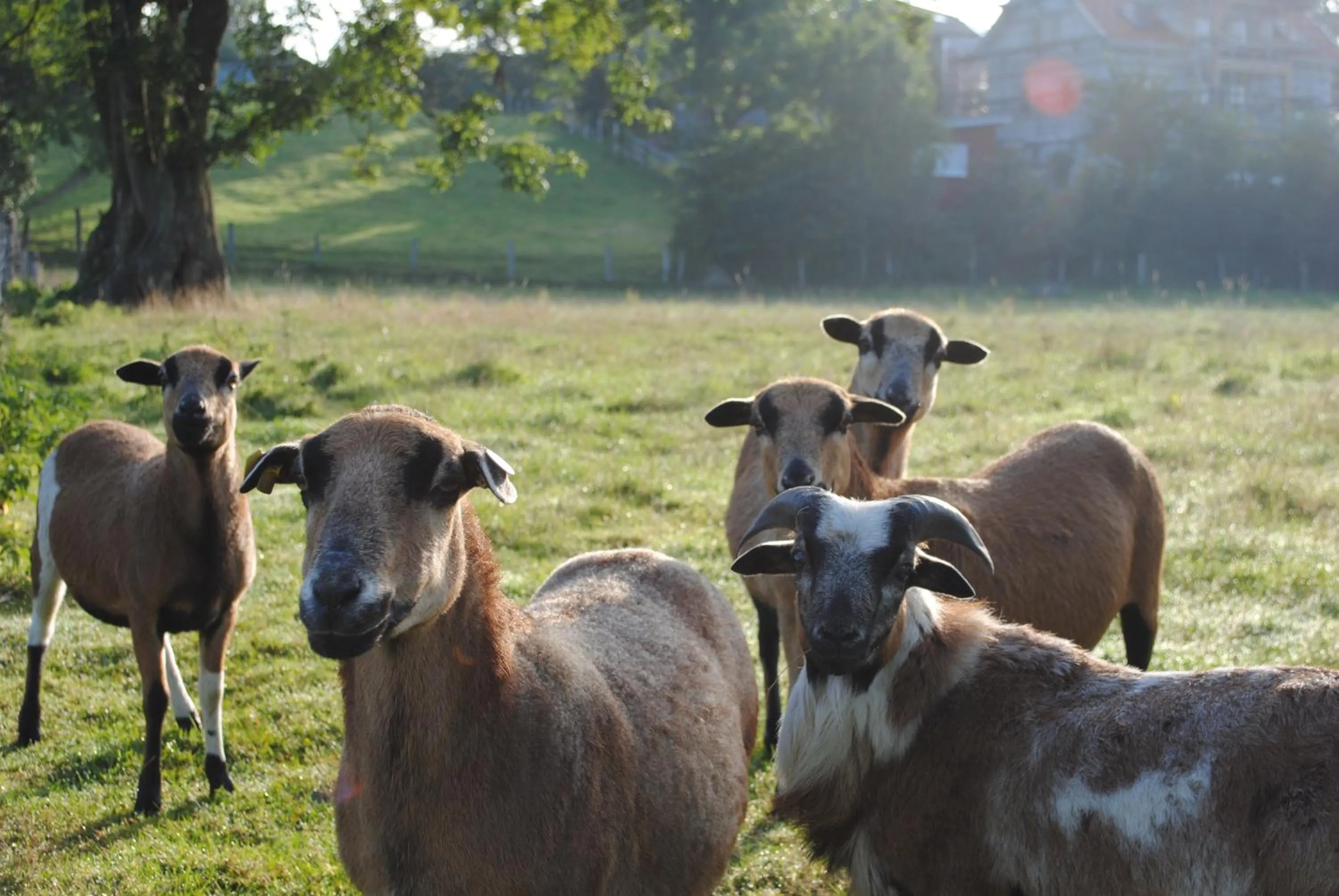 Animals in Flair Landhotel Strengliner Mühle