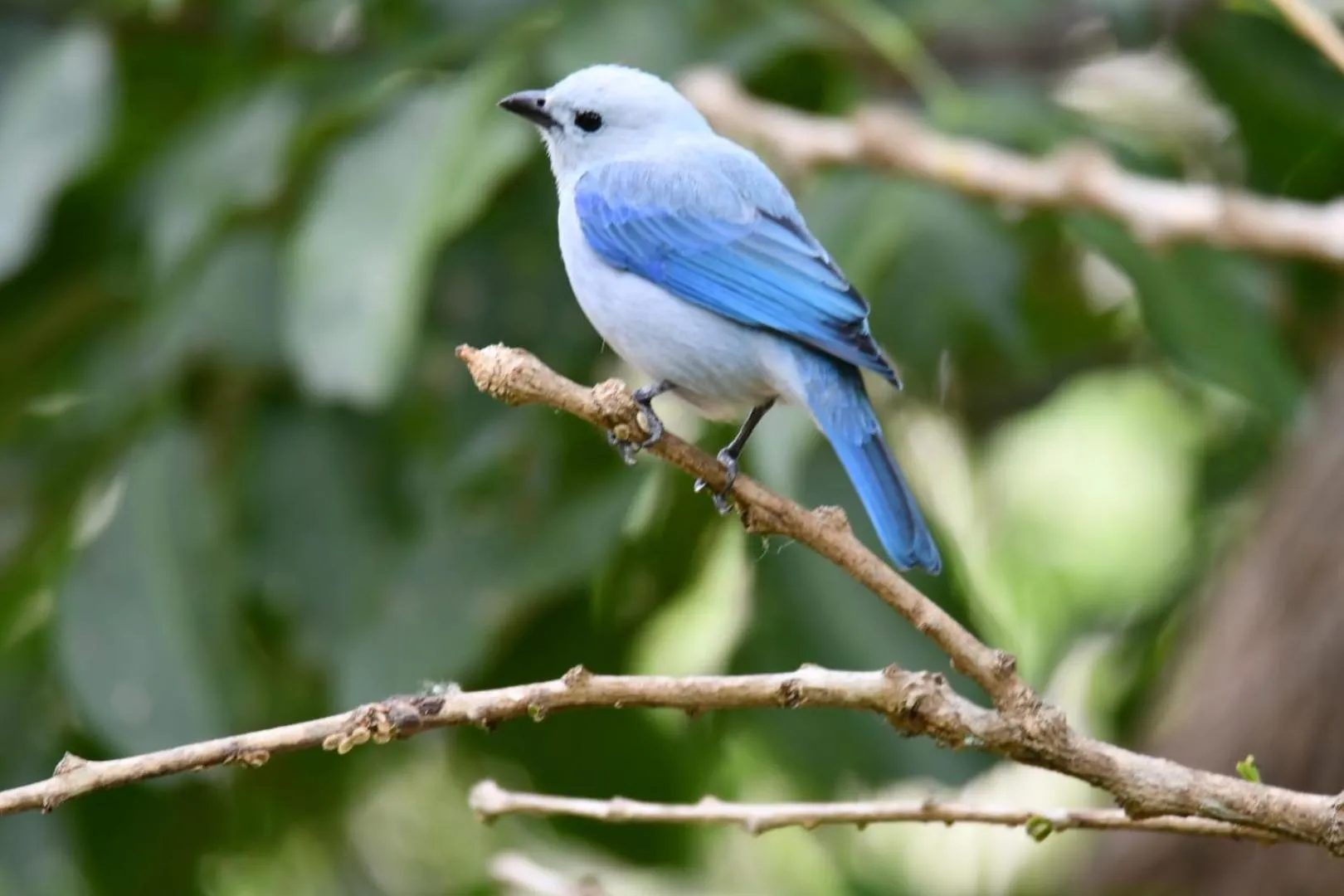 El Paraiso - B&B Finca San Vicente