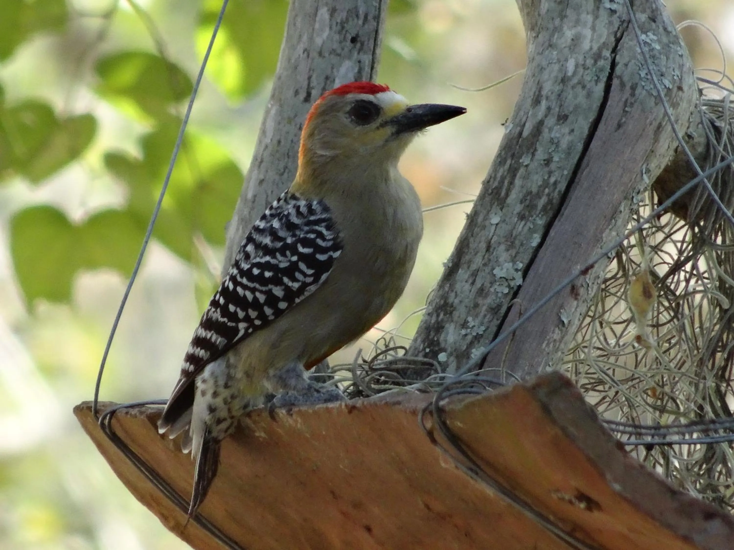 El Paraiso - B&B Finca San Vicente
