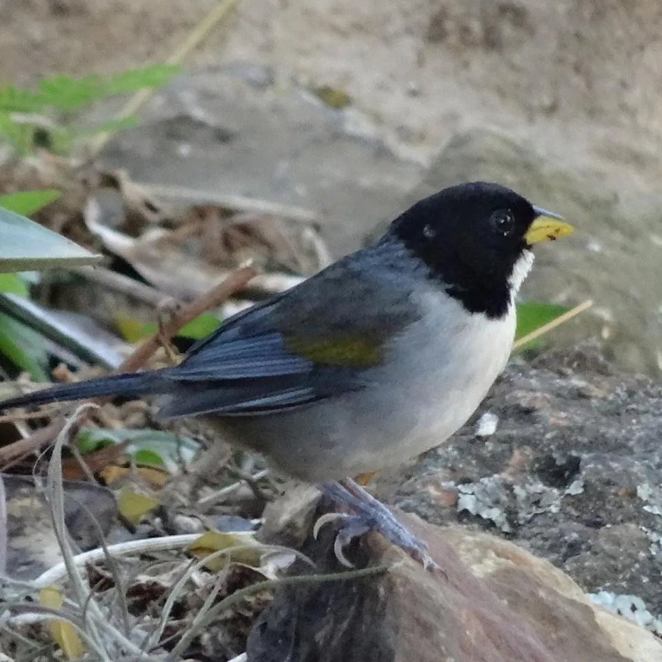 El Paraiso - B&B Finca San Vicente