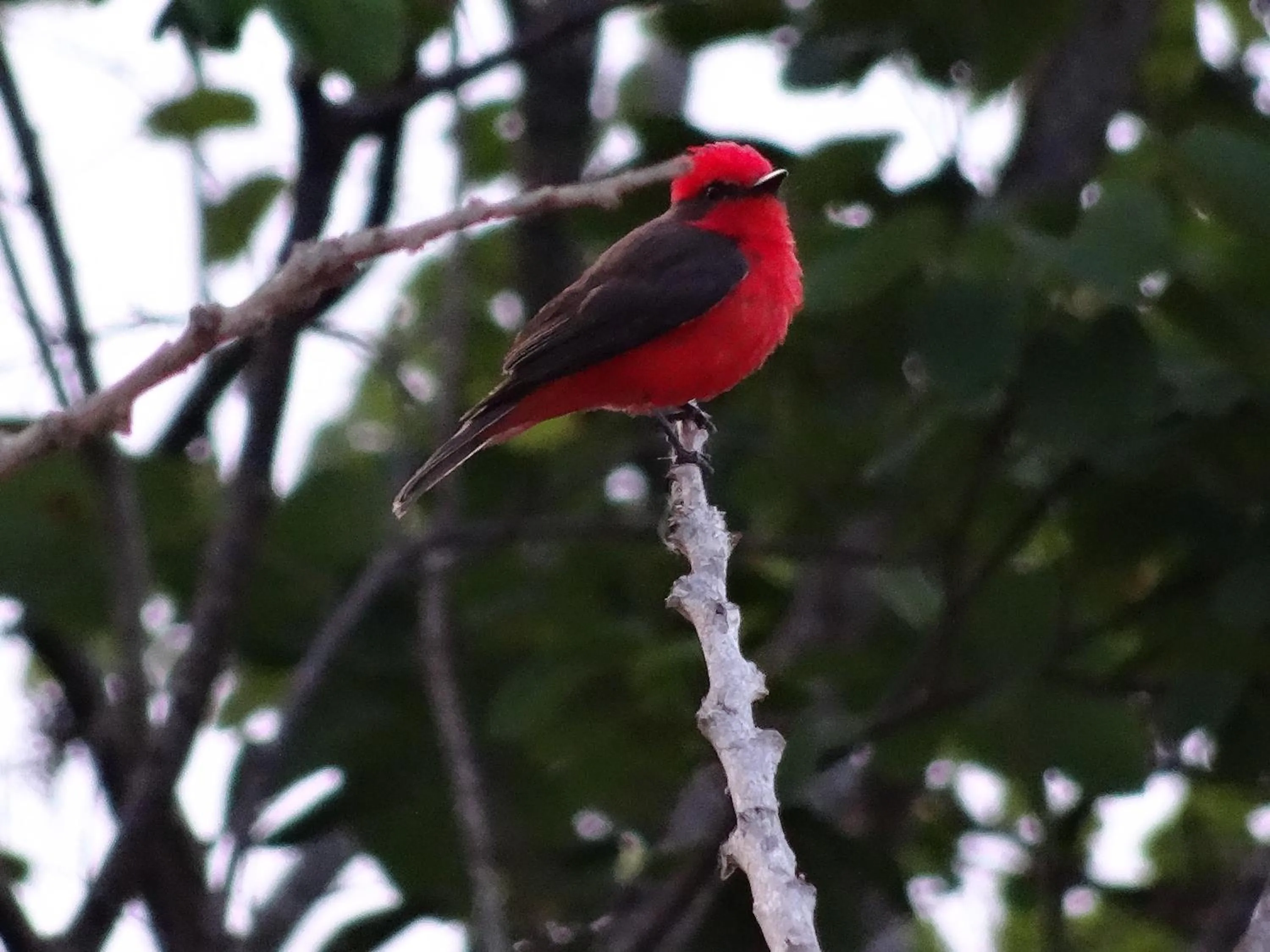 El Paraiso - B&B Finca San Vicente