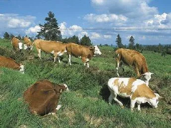 Other in Gasthof Adler