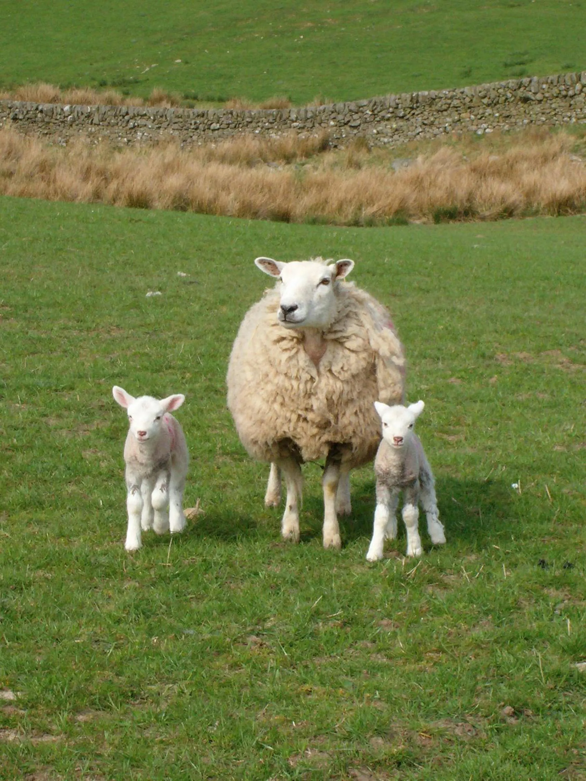 Animals in Craigadam Country House Hotel