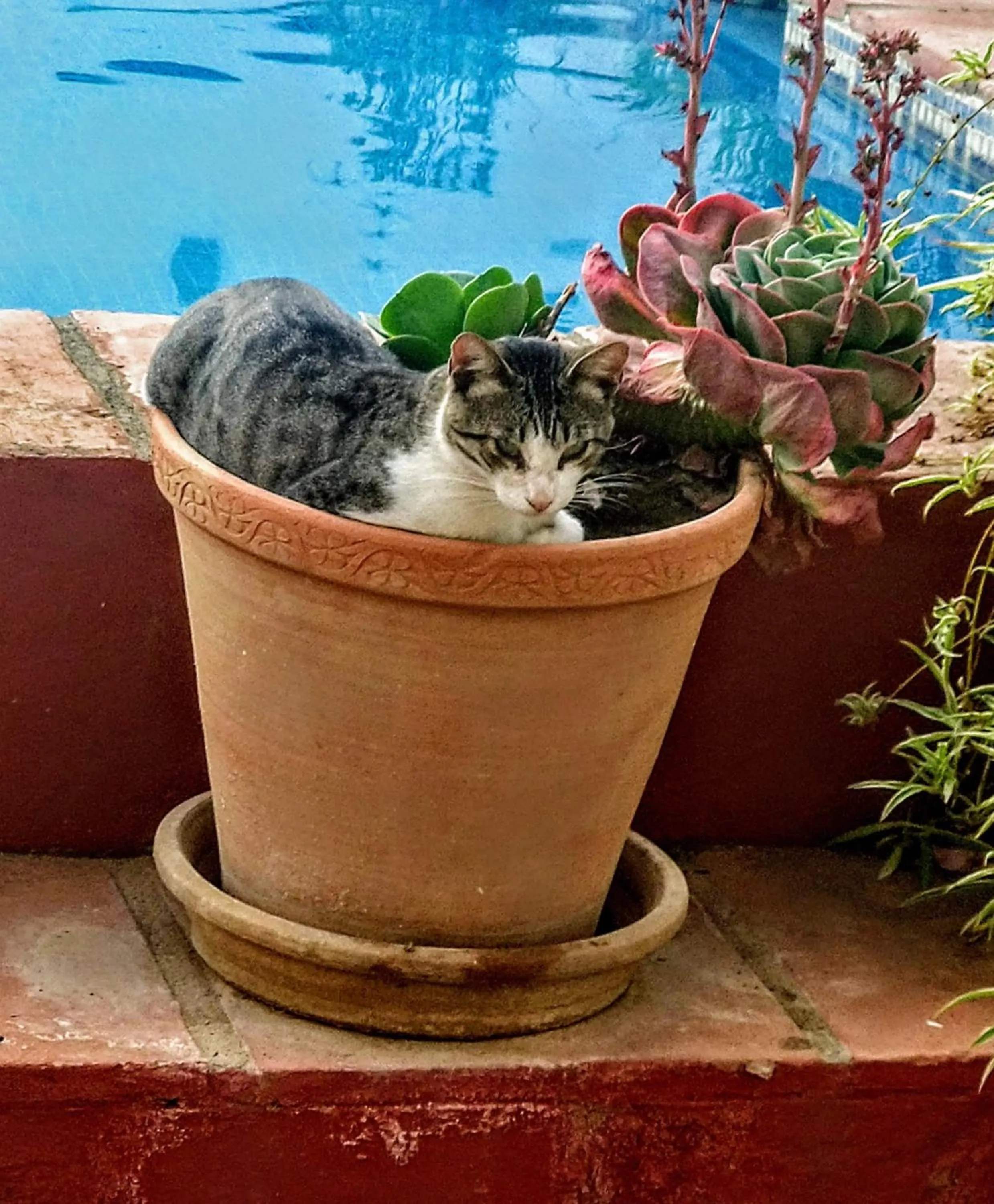 Pets in El Molino Estepona