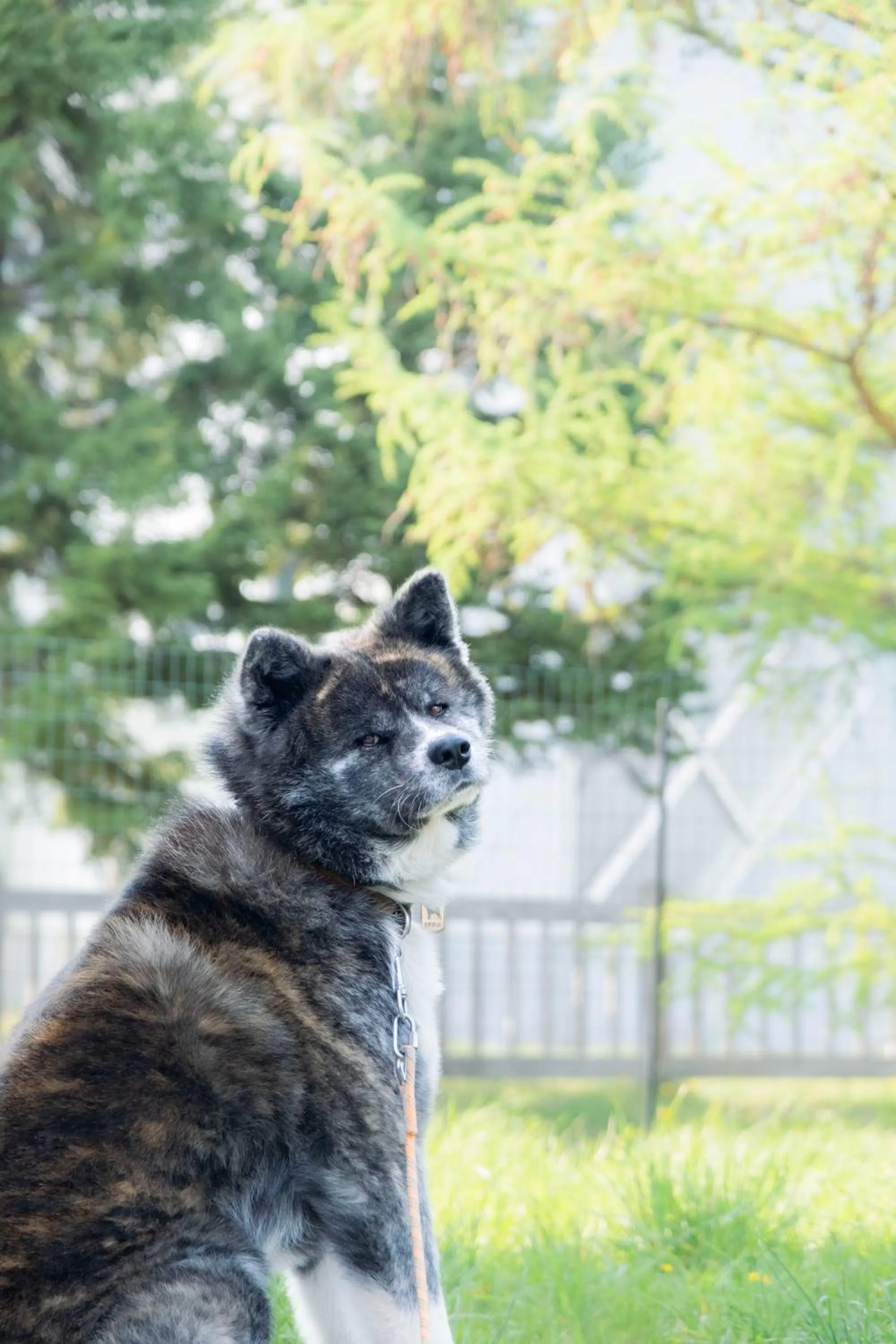 Pets in Other Side House