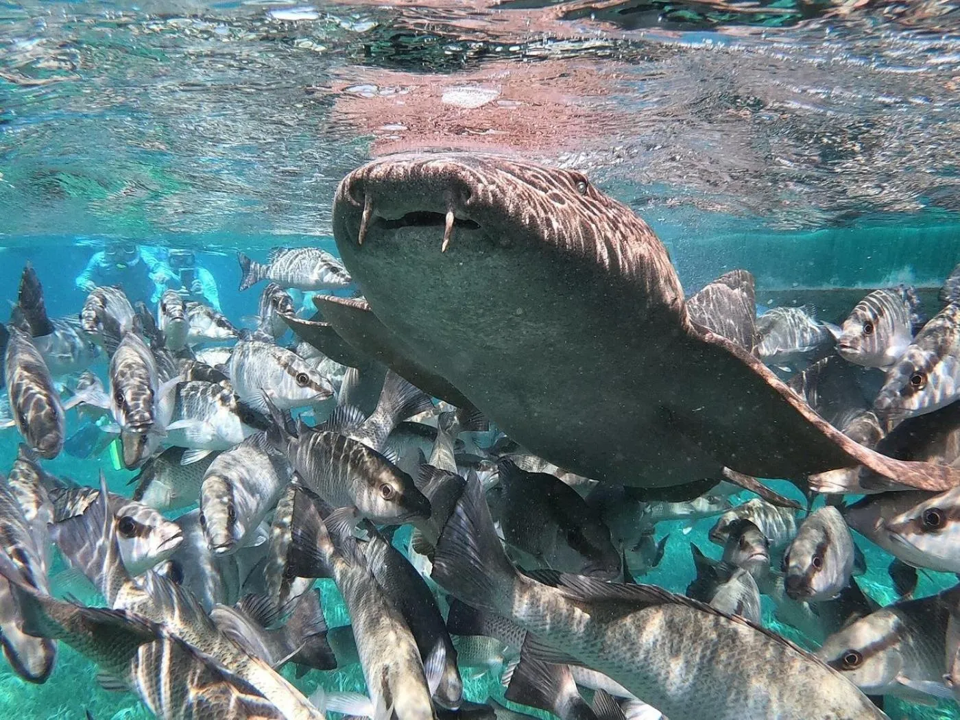 Diving in X'tan Ha- The Waterfront