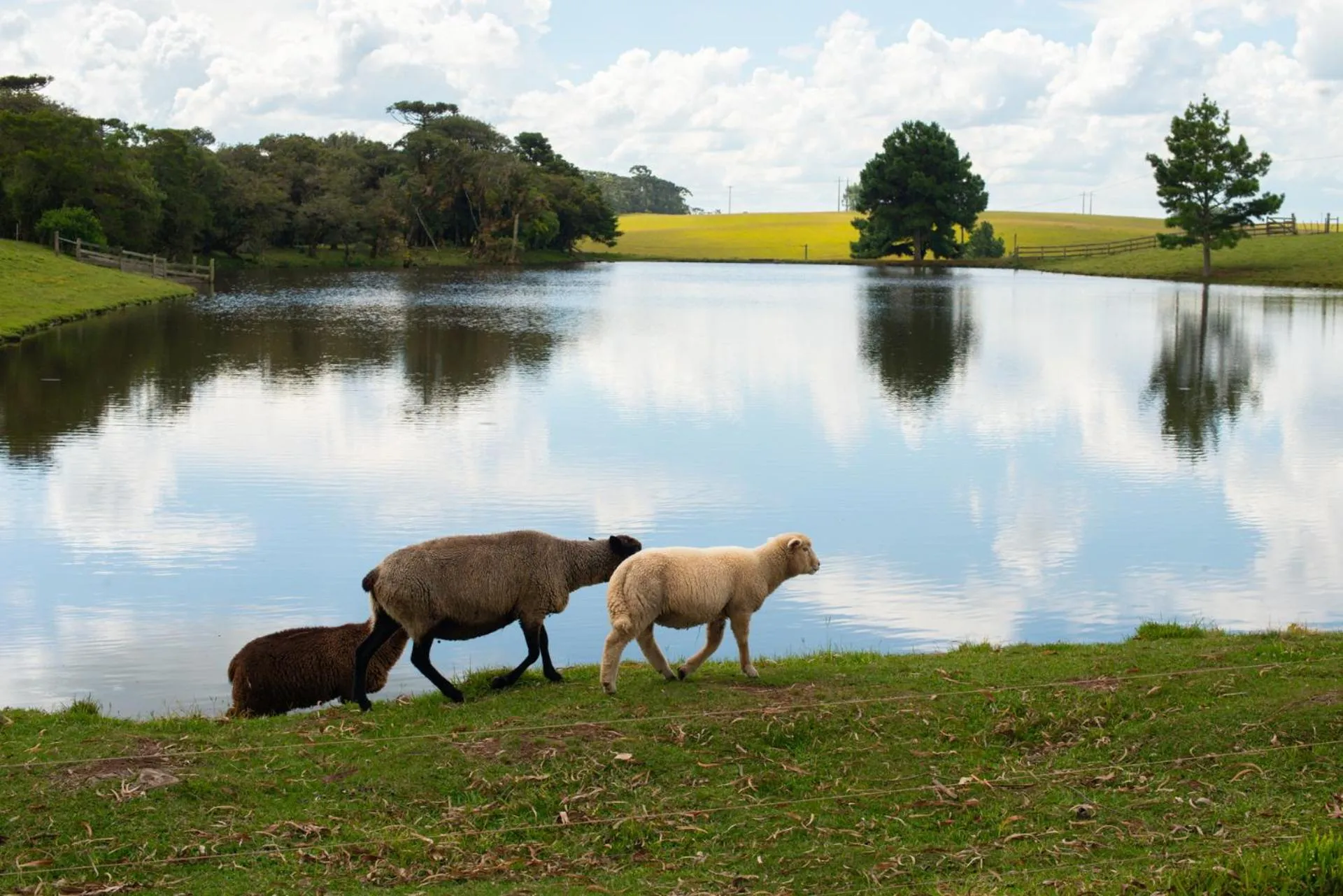 Animals in Aires de Patagonia