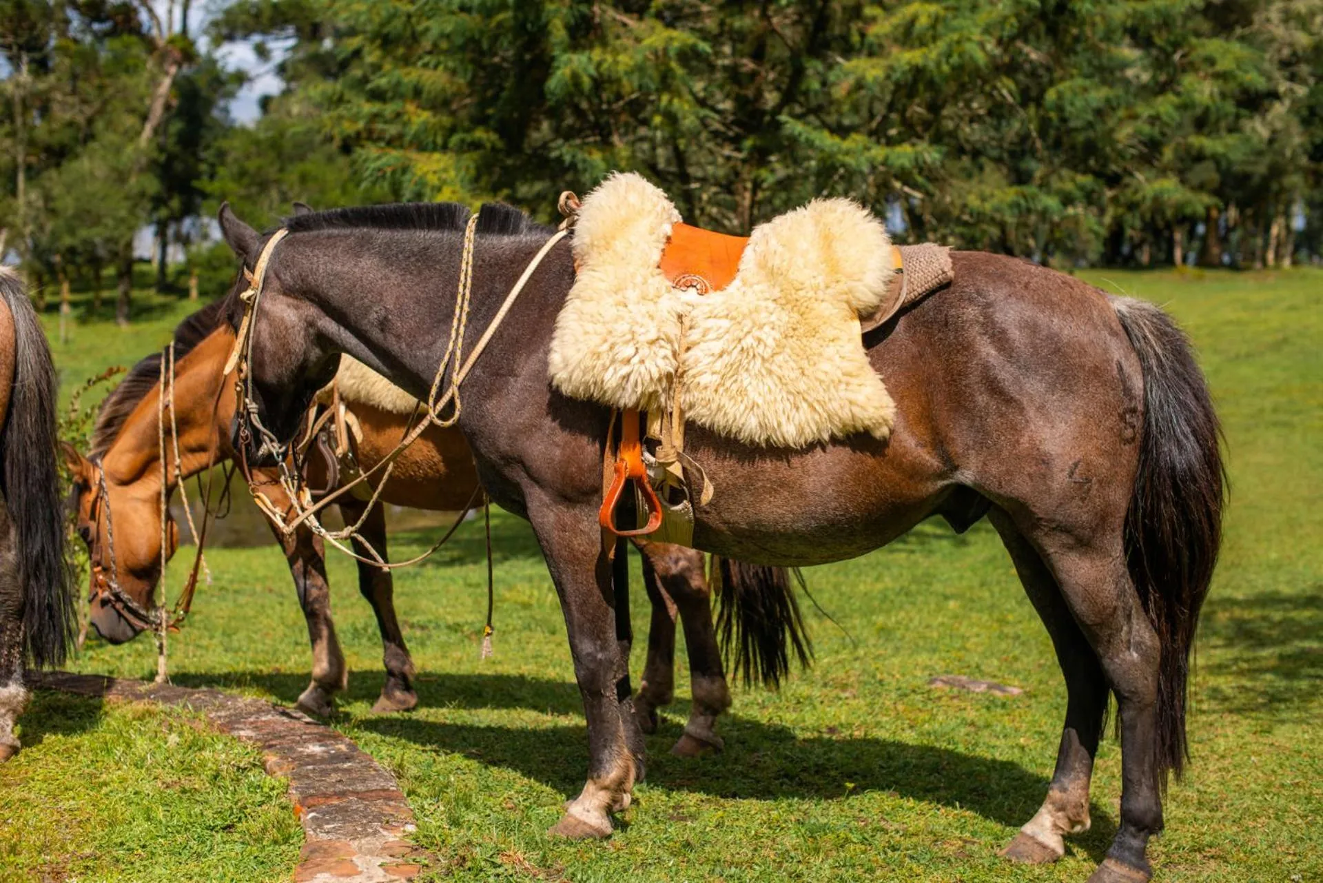 Horse-riding in Aires de Patagonia