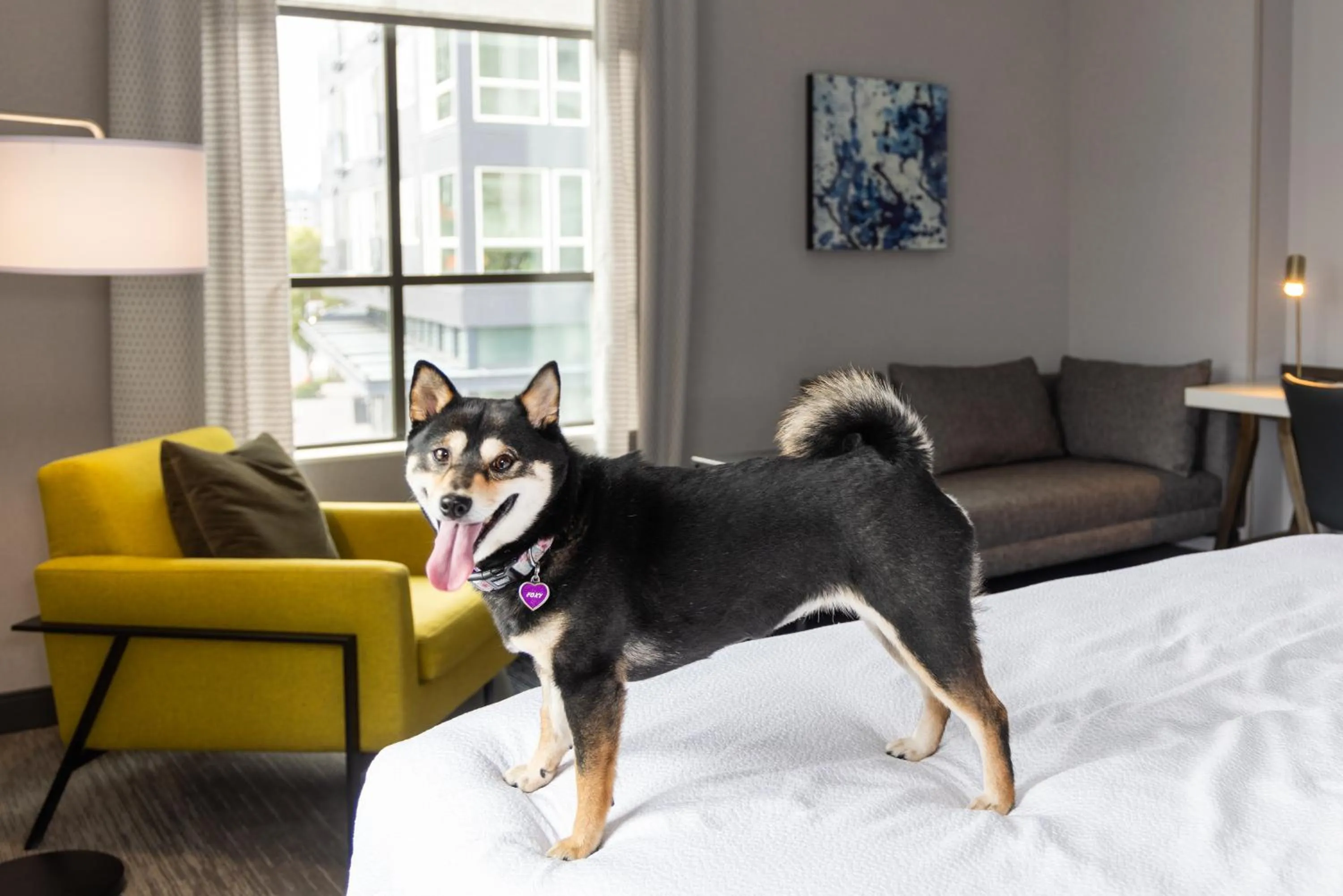 Pets in Hilton Garden Inn Redmond WA