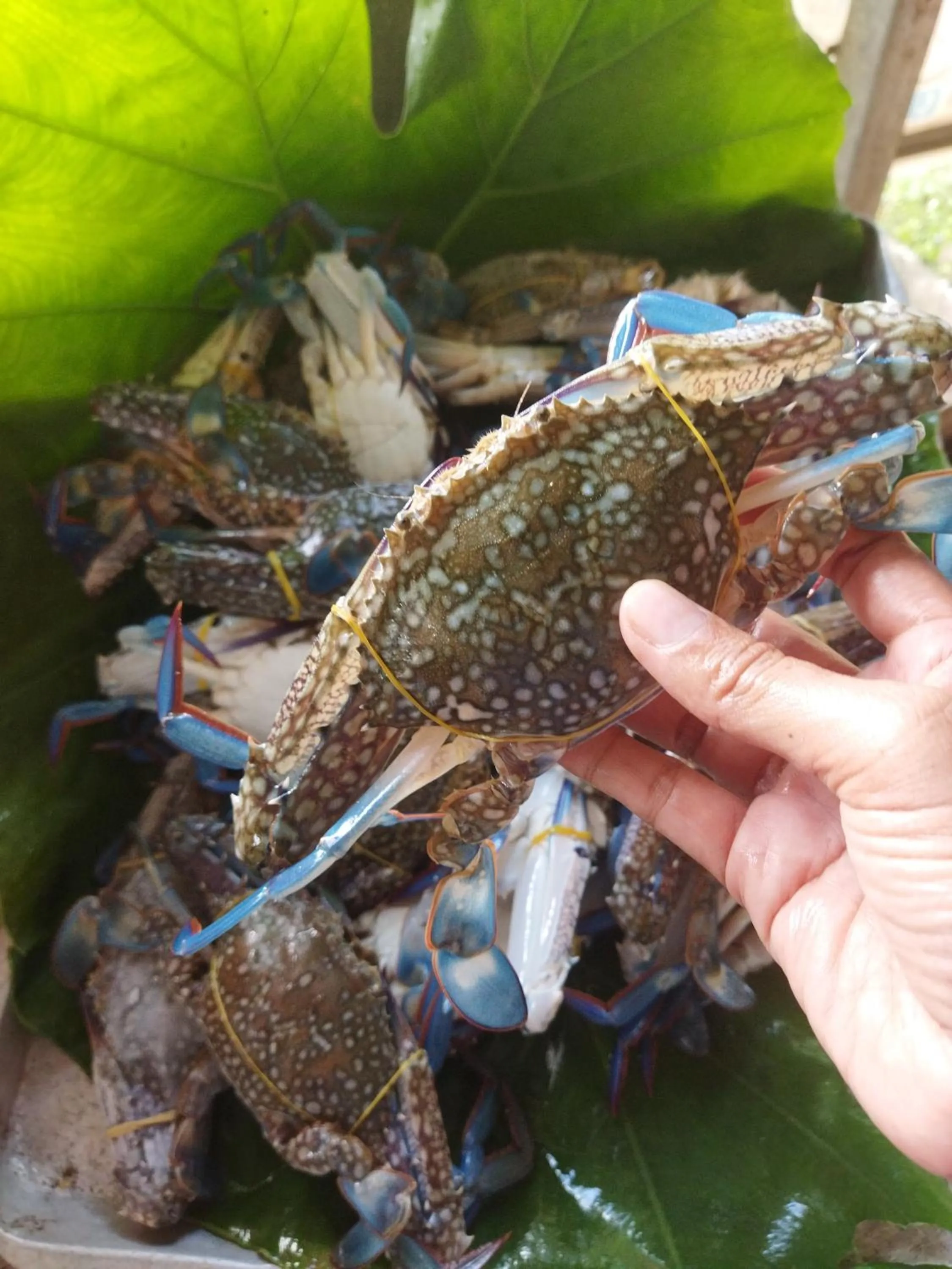 Andaman Peace Resort