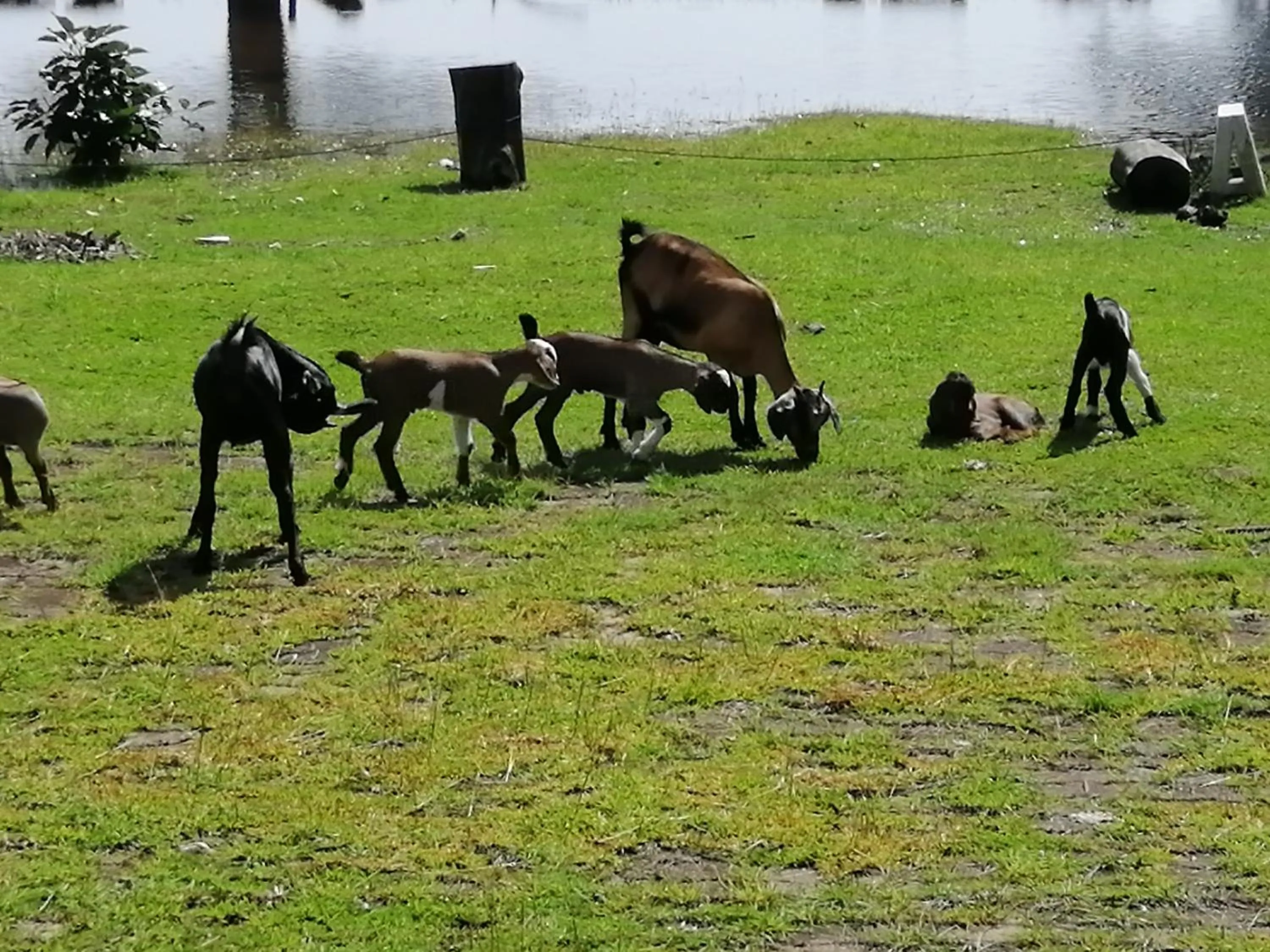 Animals in Andaman Peace Resort
