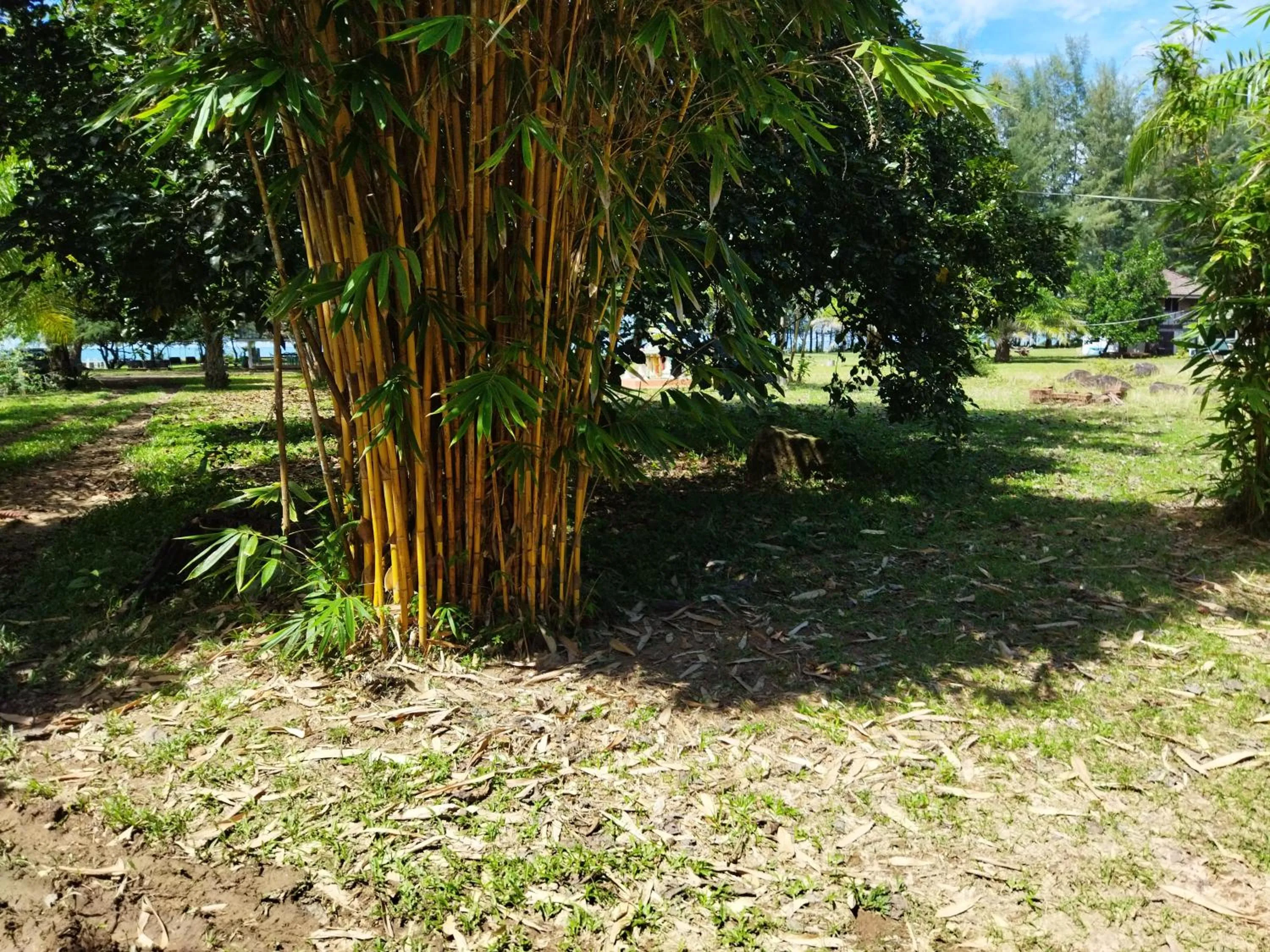 Garden view in Andaman Peace Resort