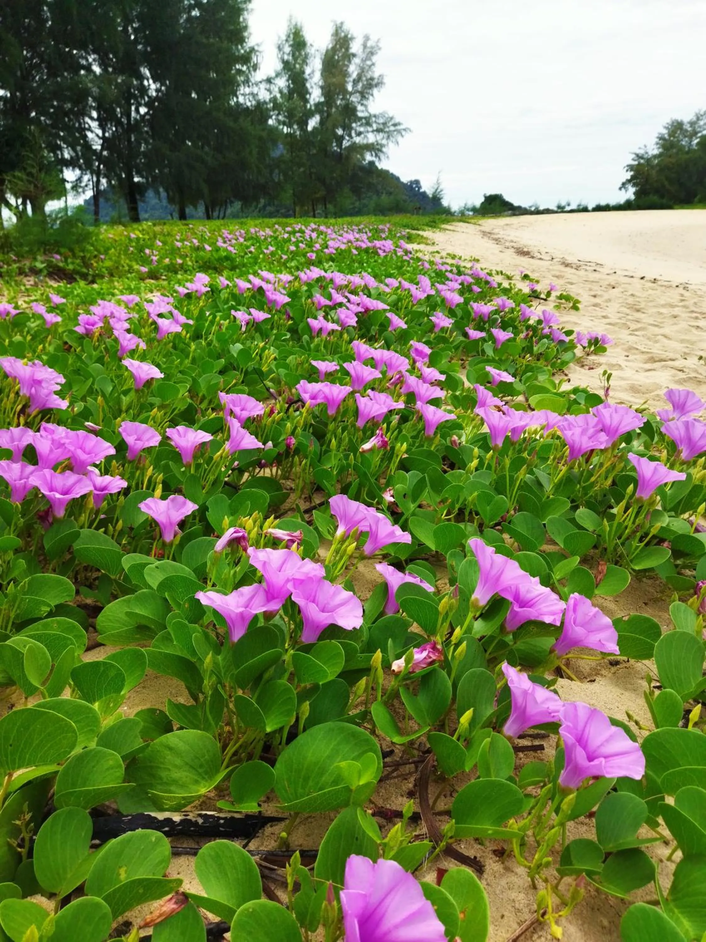 Andaman Peace Resort