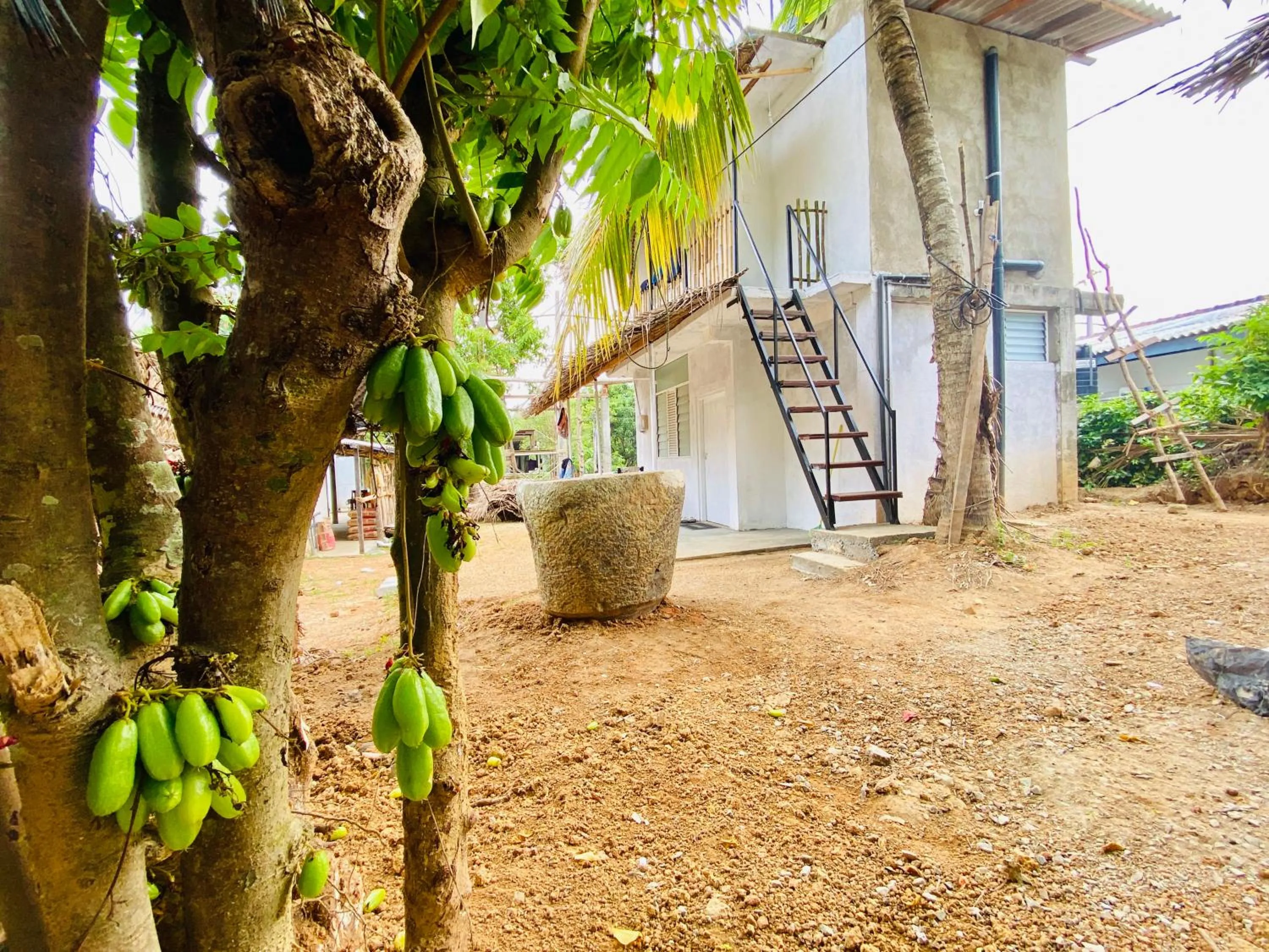 Garden in Hiriketiya Orchid Villa